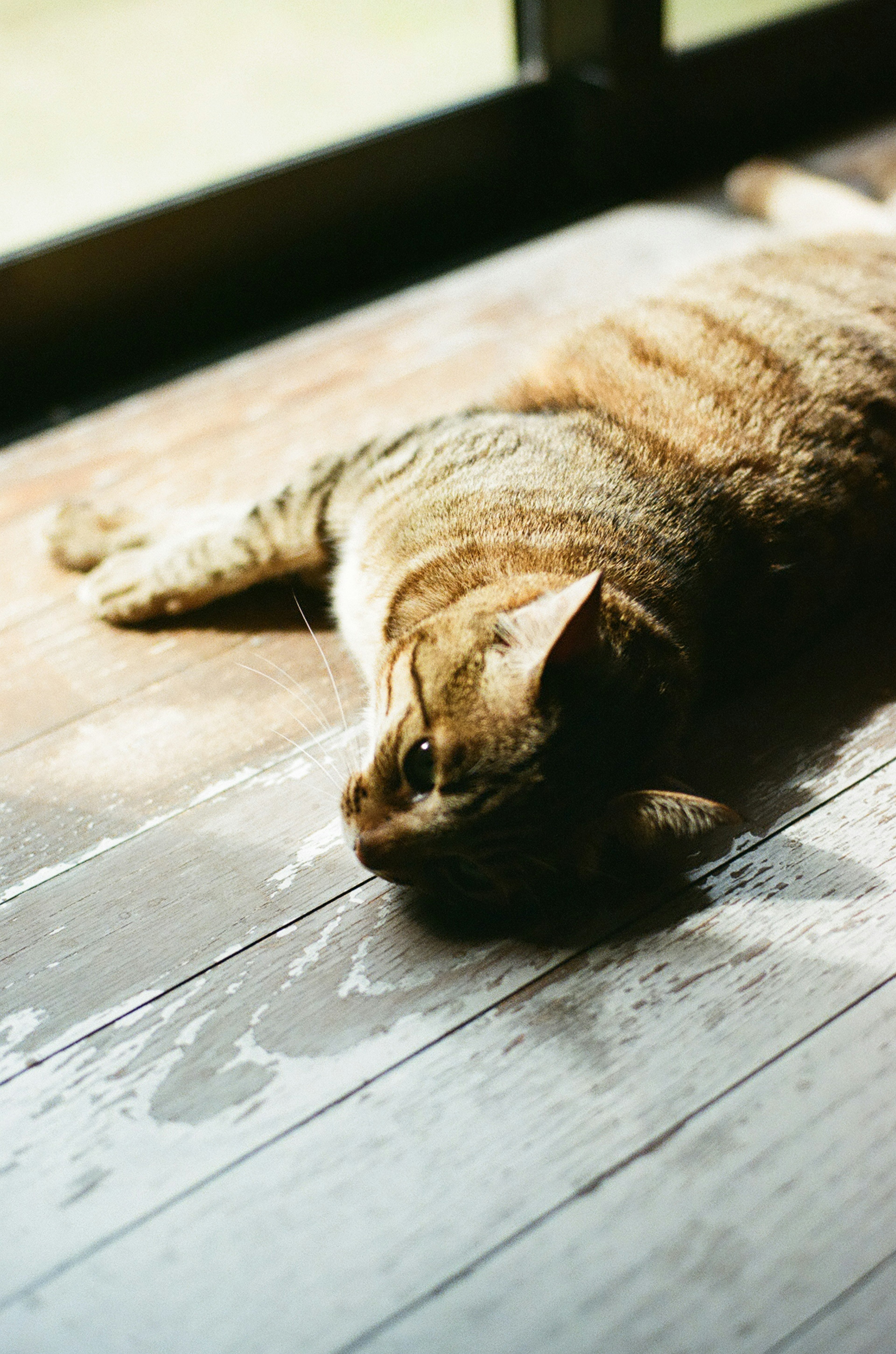 窓際で寝そべる茶色い猫