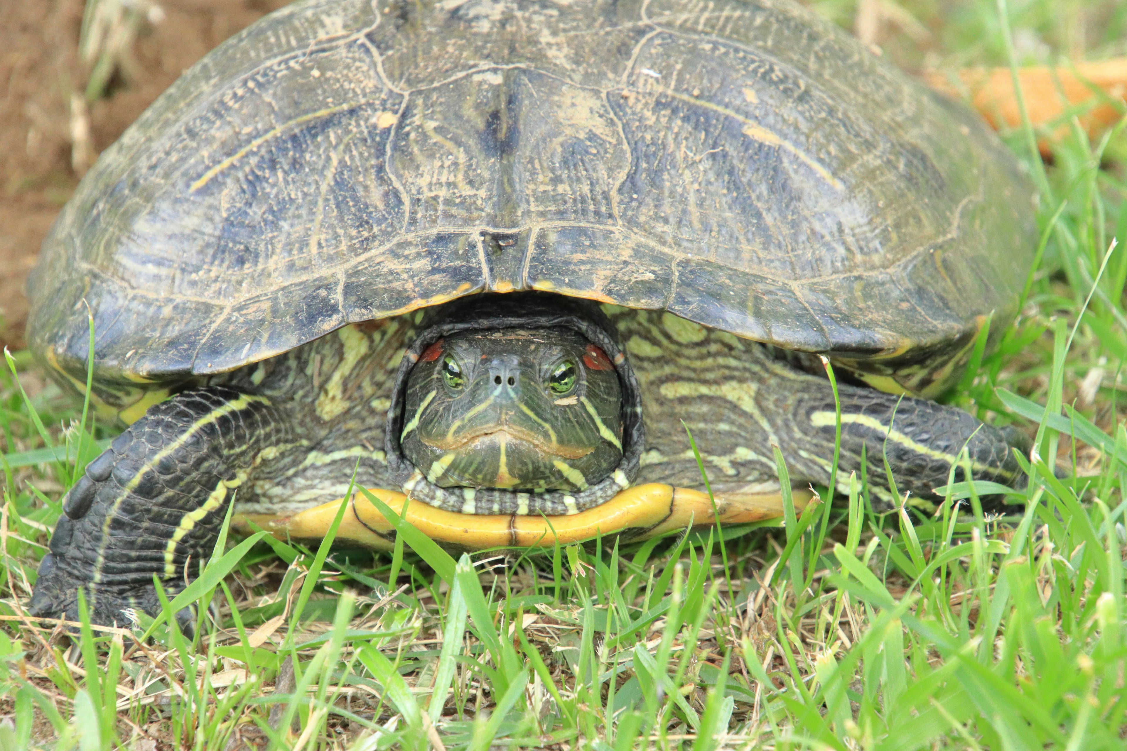 Nahaufnahme einer Schildkröte auf Gras