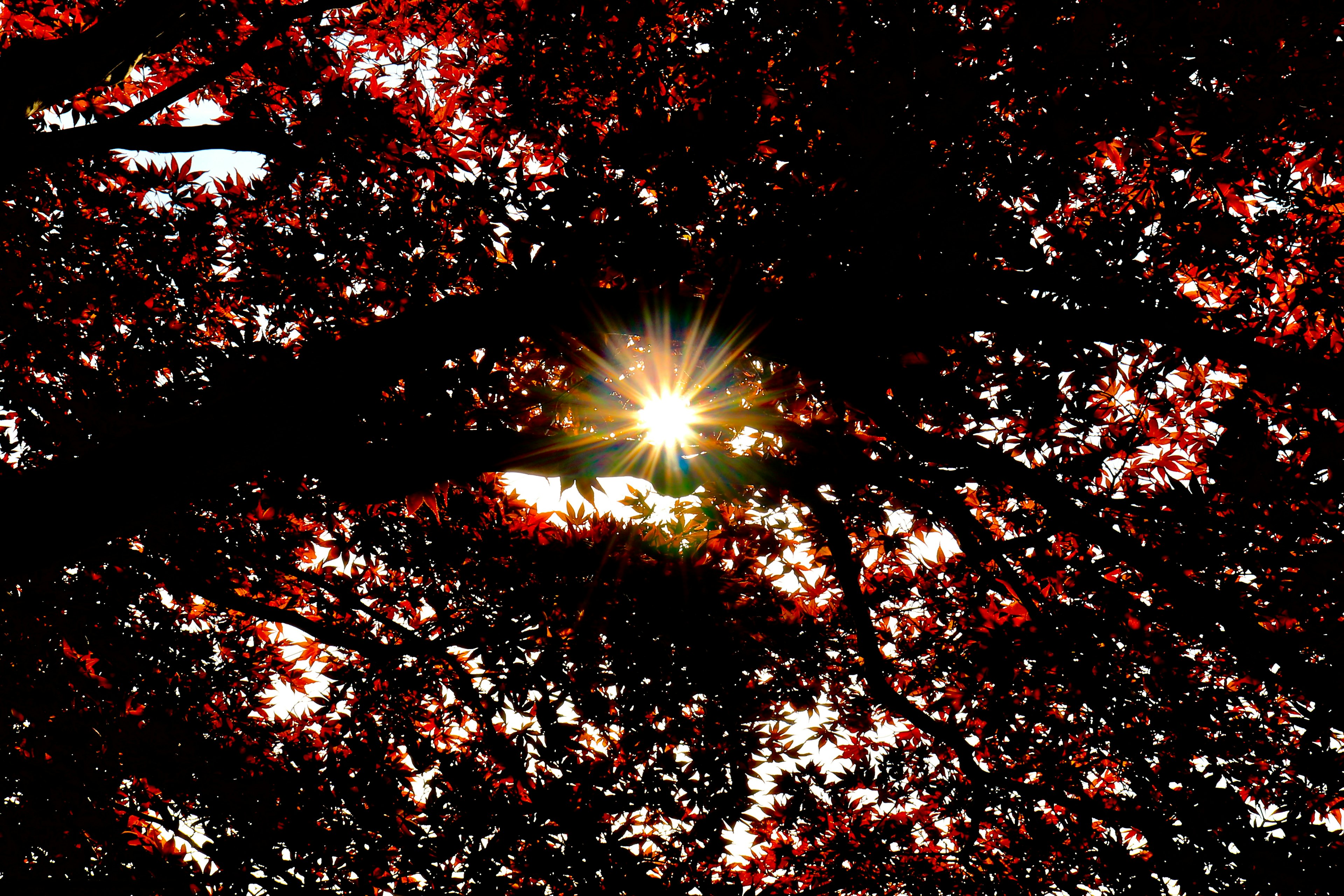 La luce del sole che filtra attraverso foglie rosse vibranti creando una silhouette straordinaria