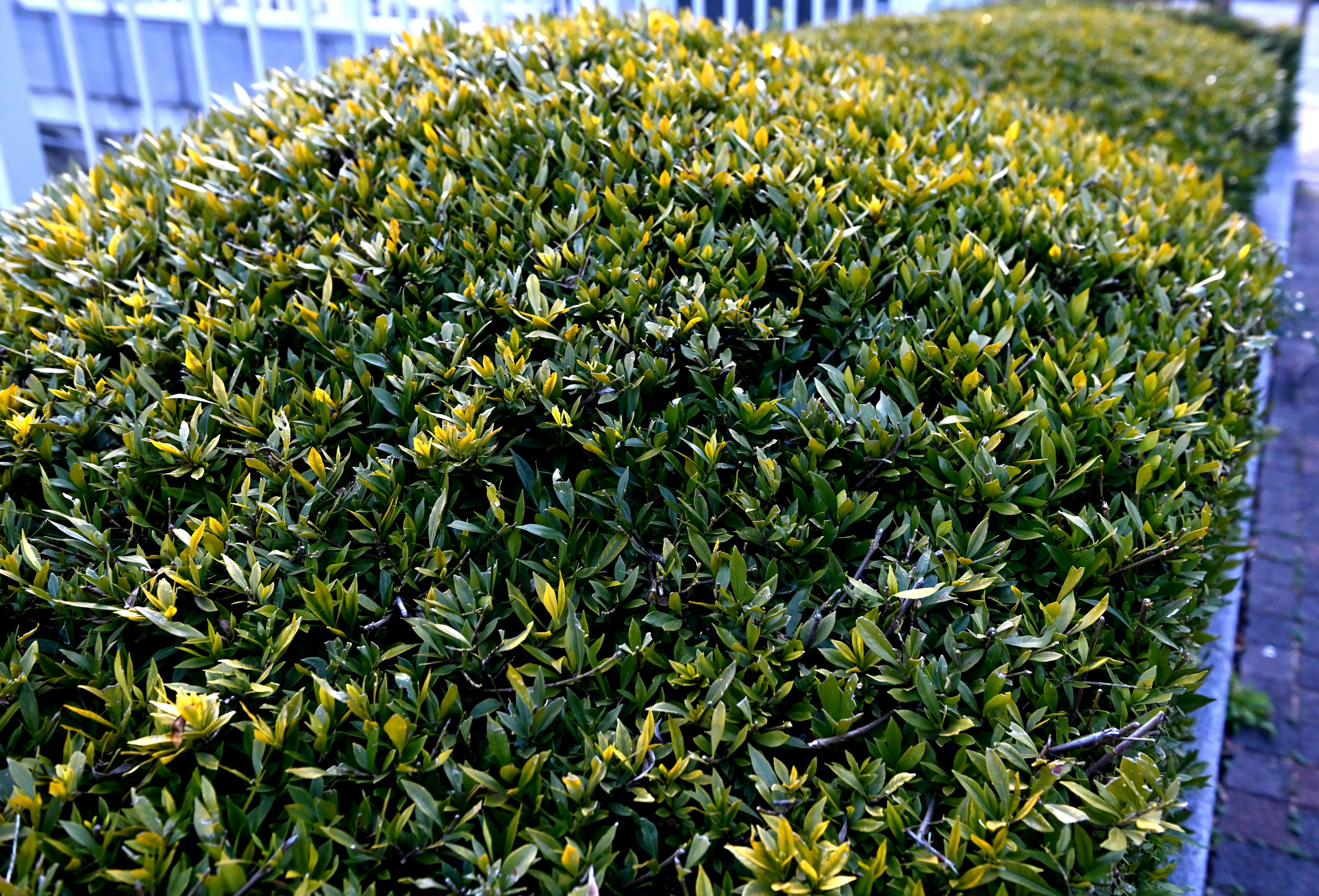 Close-up of a low hedge with lush green leaves