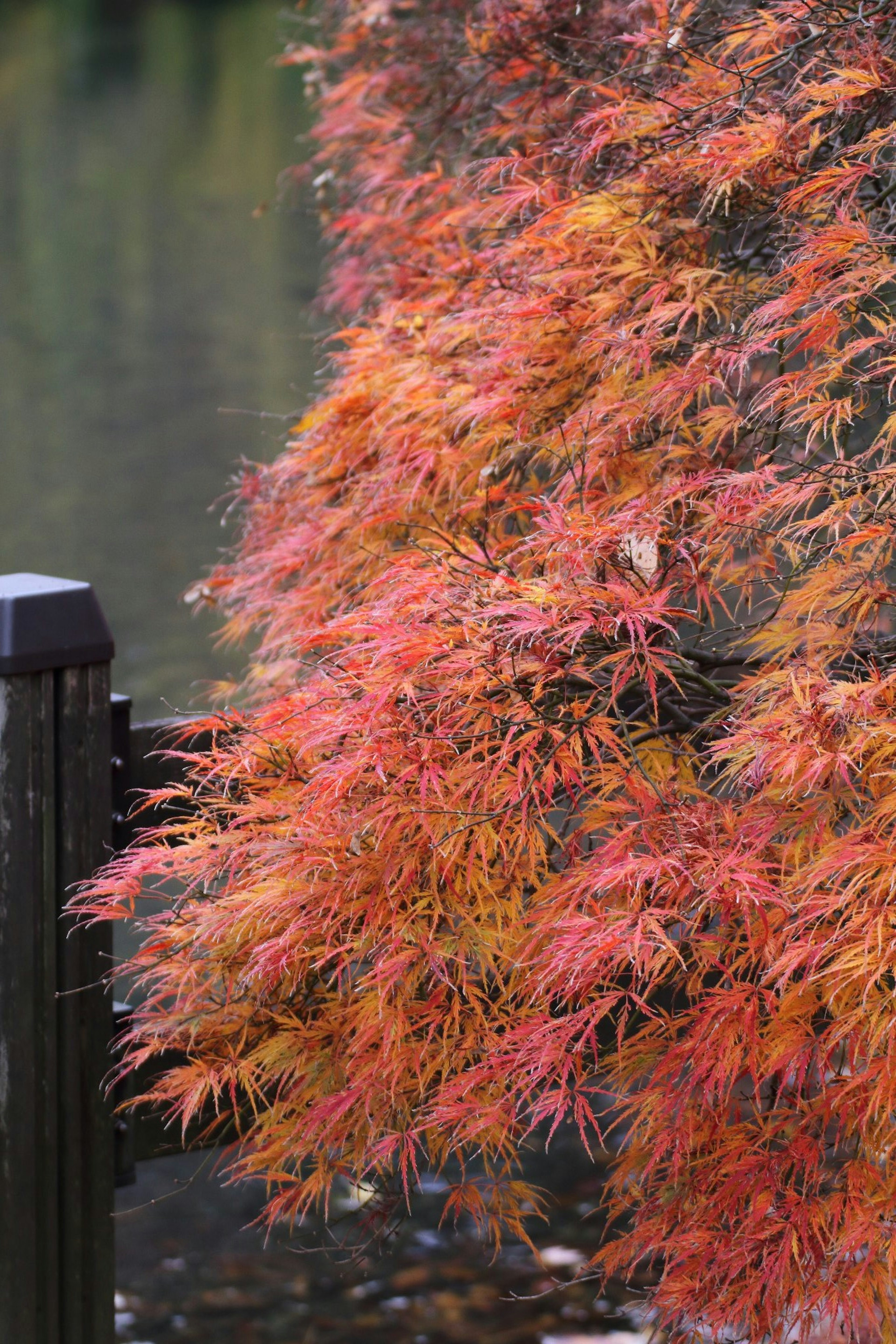 水辺の紅葉した木の枝 赤やオレンジの葉が美しい