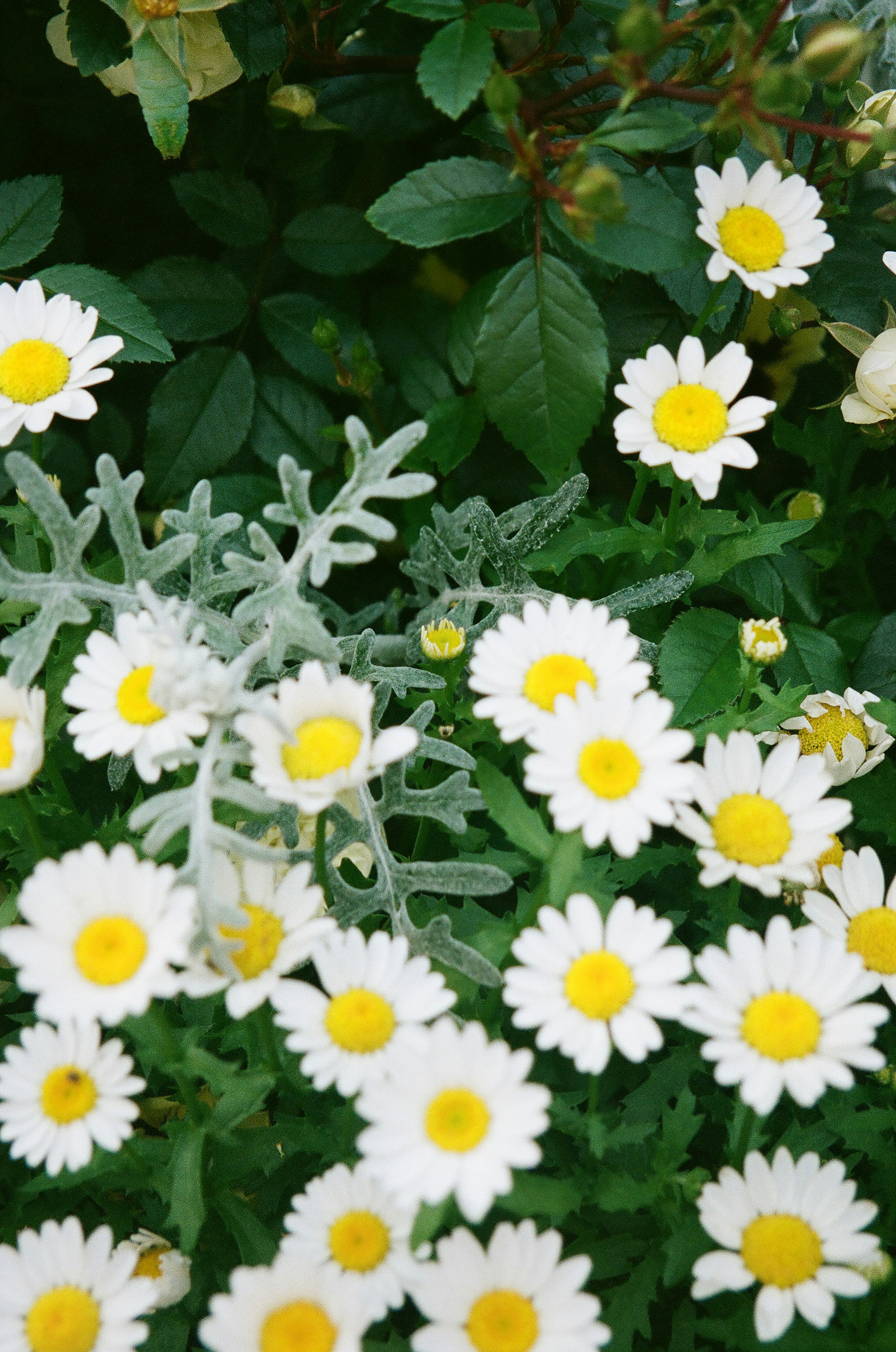 A garden scene with white flowers and yellow centers