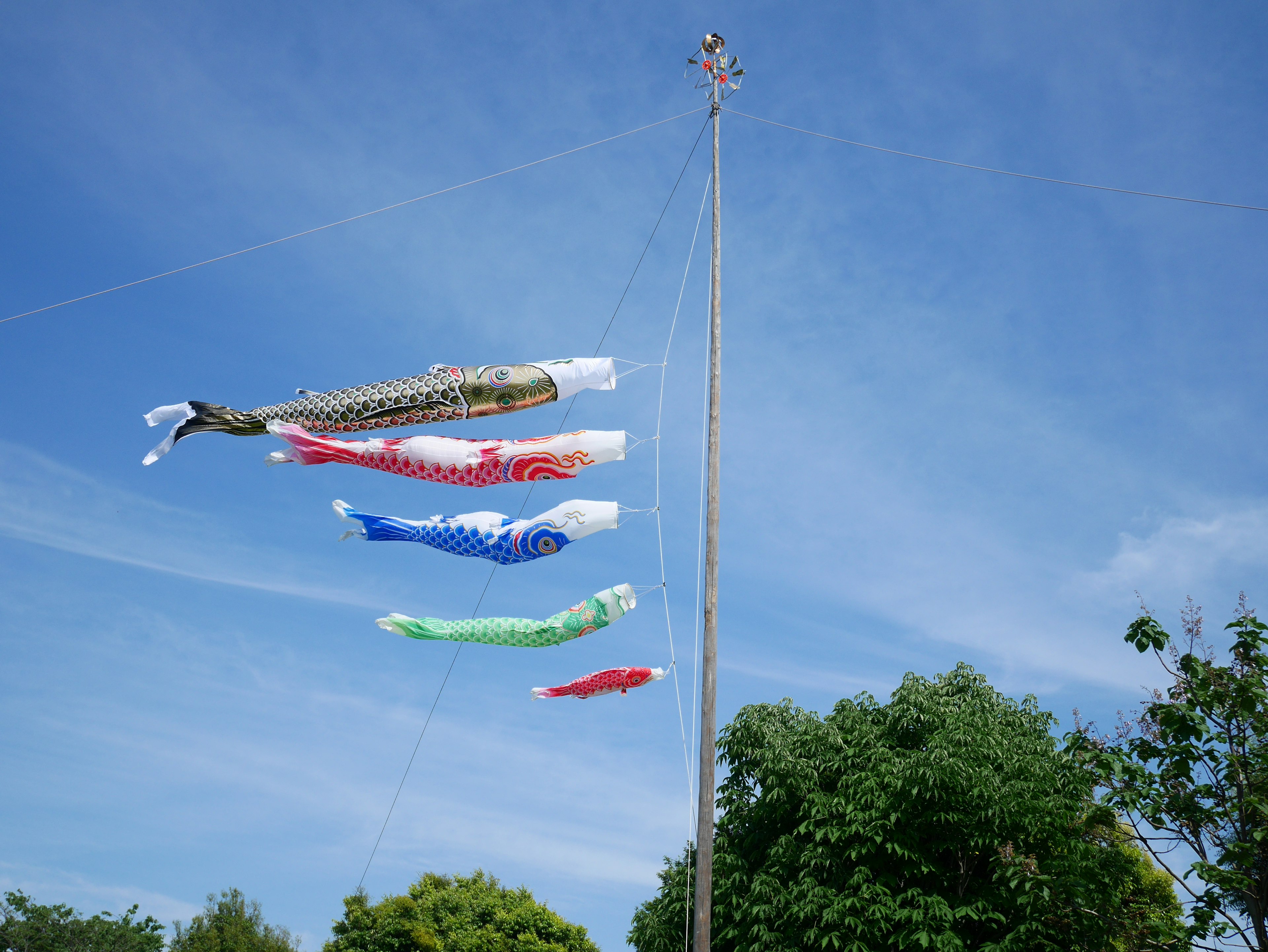 Bunte Koi-Nobori, die im blauen Himmel fliegen