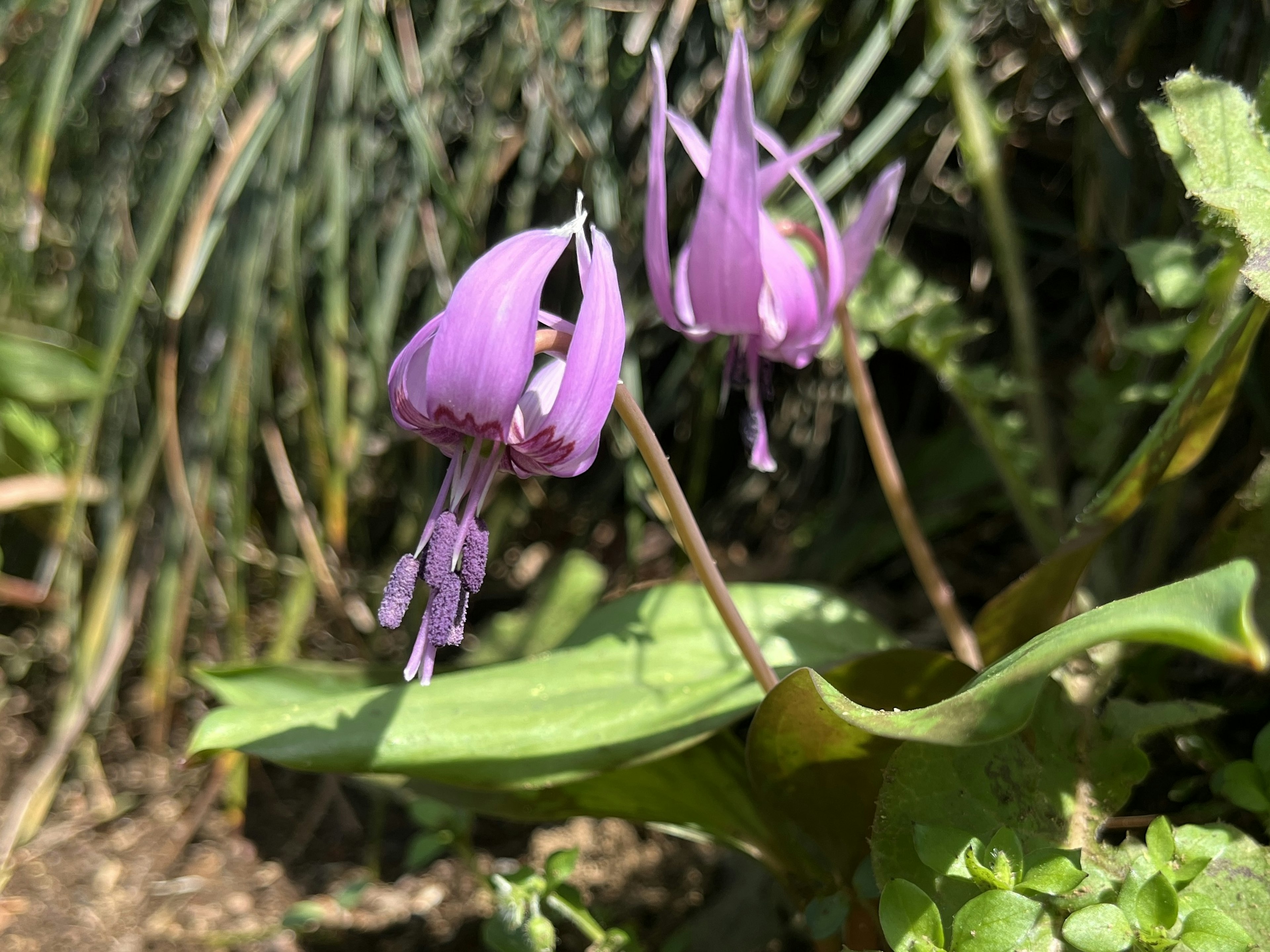 Close-up of purple flowers on a plant with broad green leaves in a garden setting