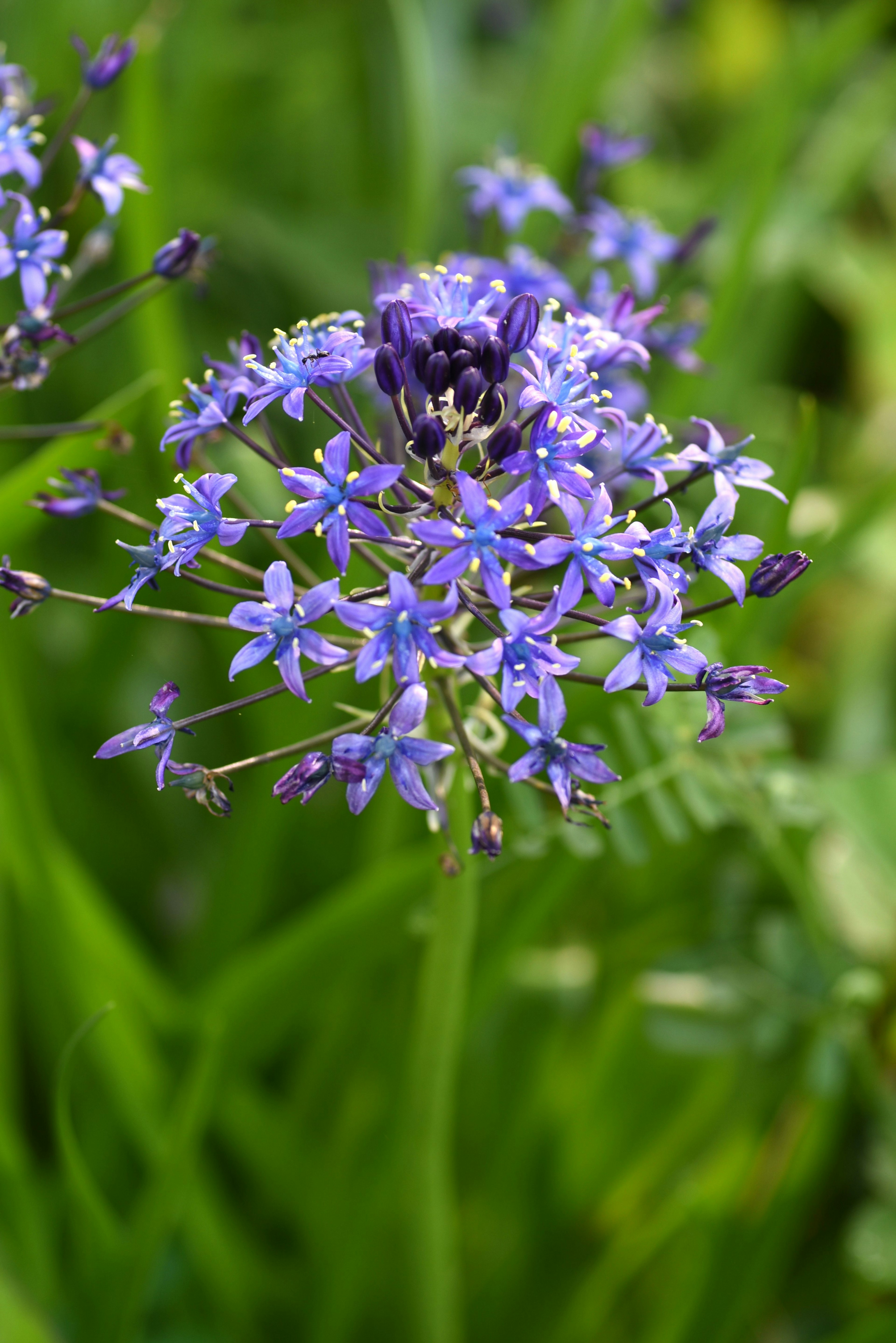 Acercamiento de una flor morada vibrante rodeada de hojas verdes