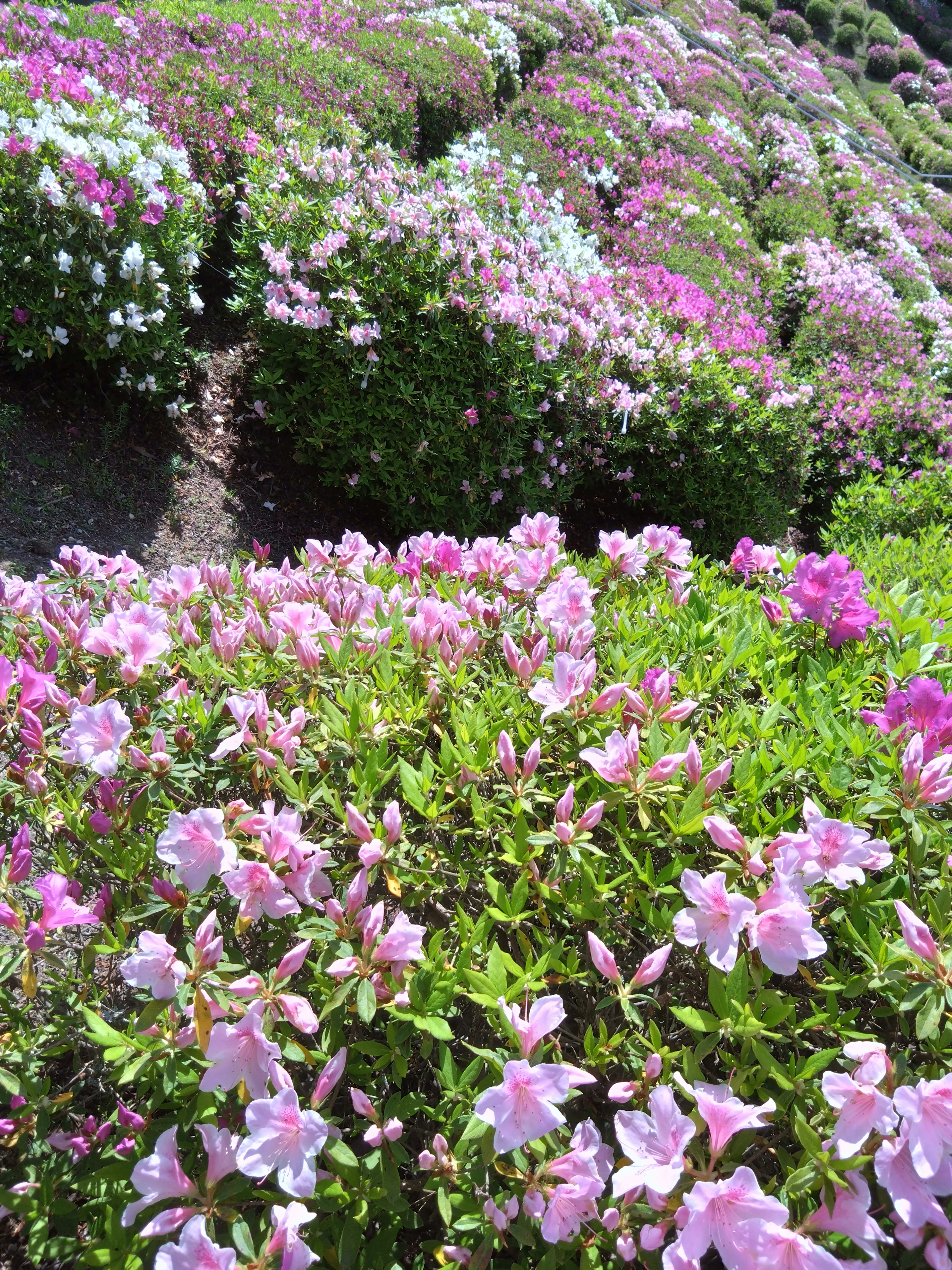 Escena de jardín vibrante llena de flores rosas y blancas en flor