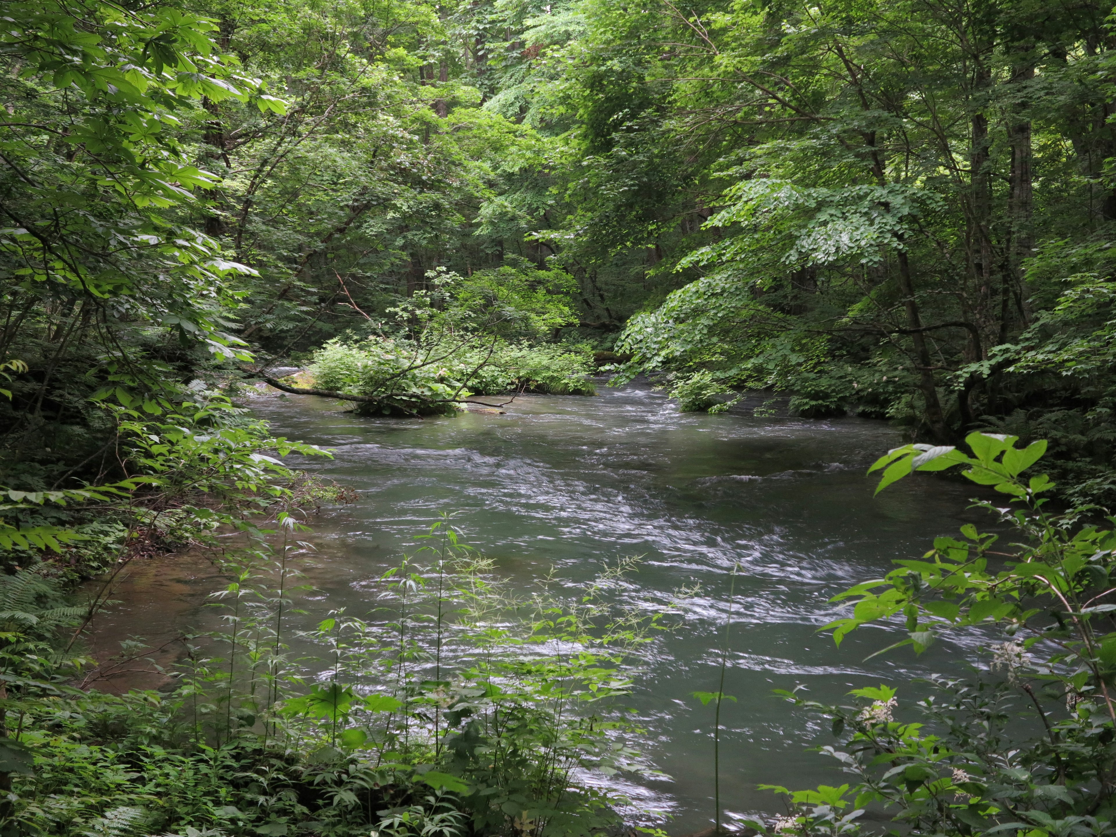 Serene river flowing through lush green forest