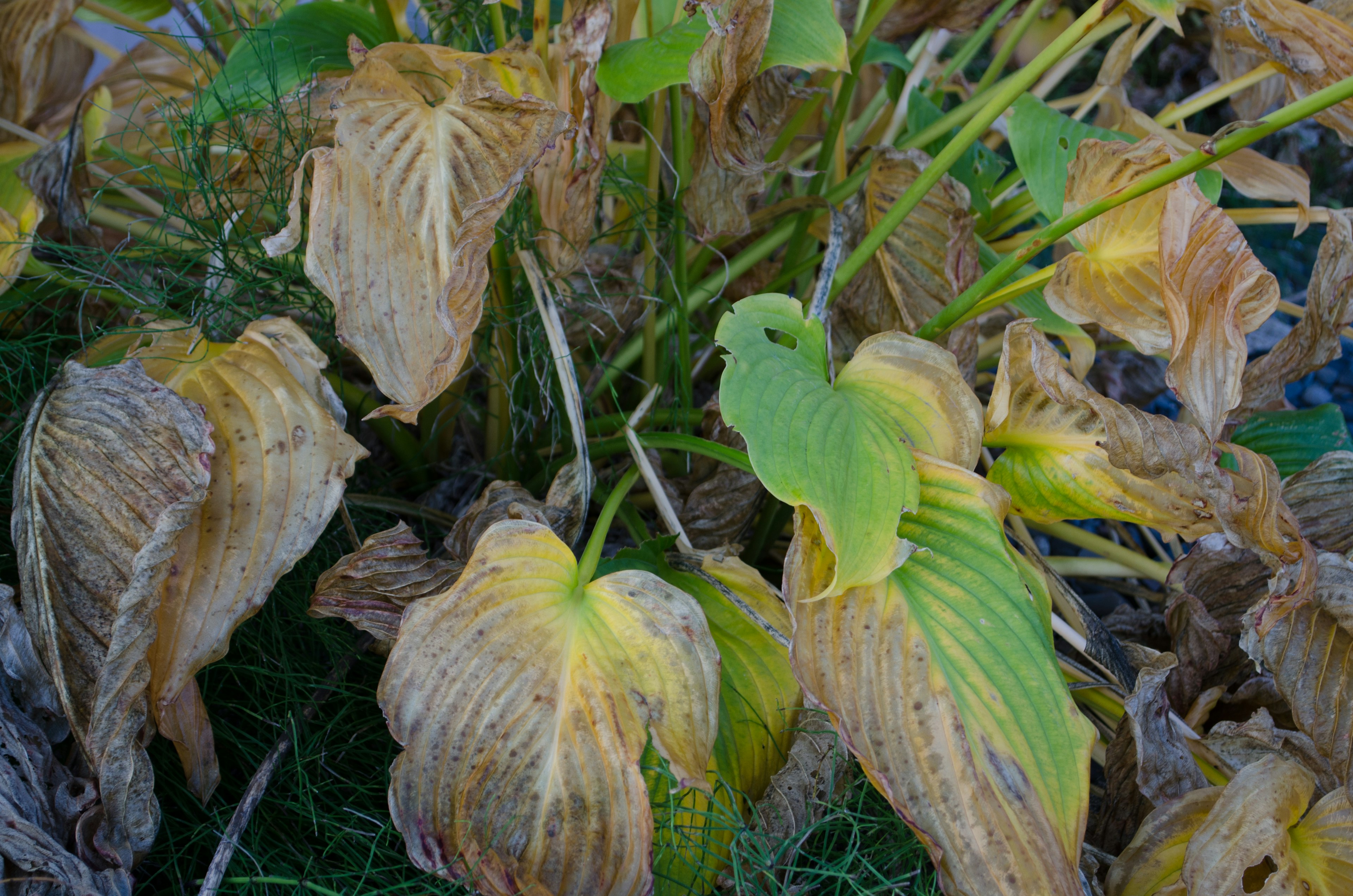 枯れた葉と新しい緑の葉が混在する植物のクローズアップ