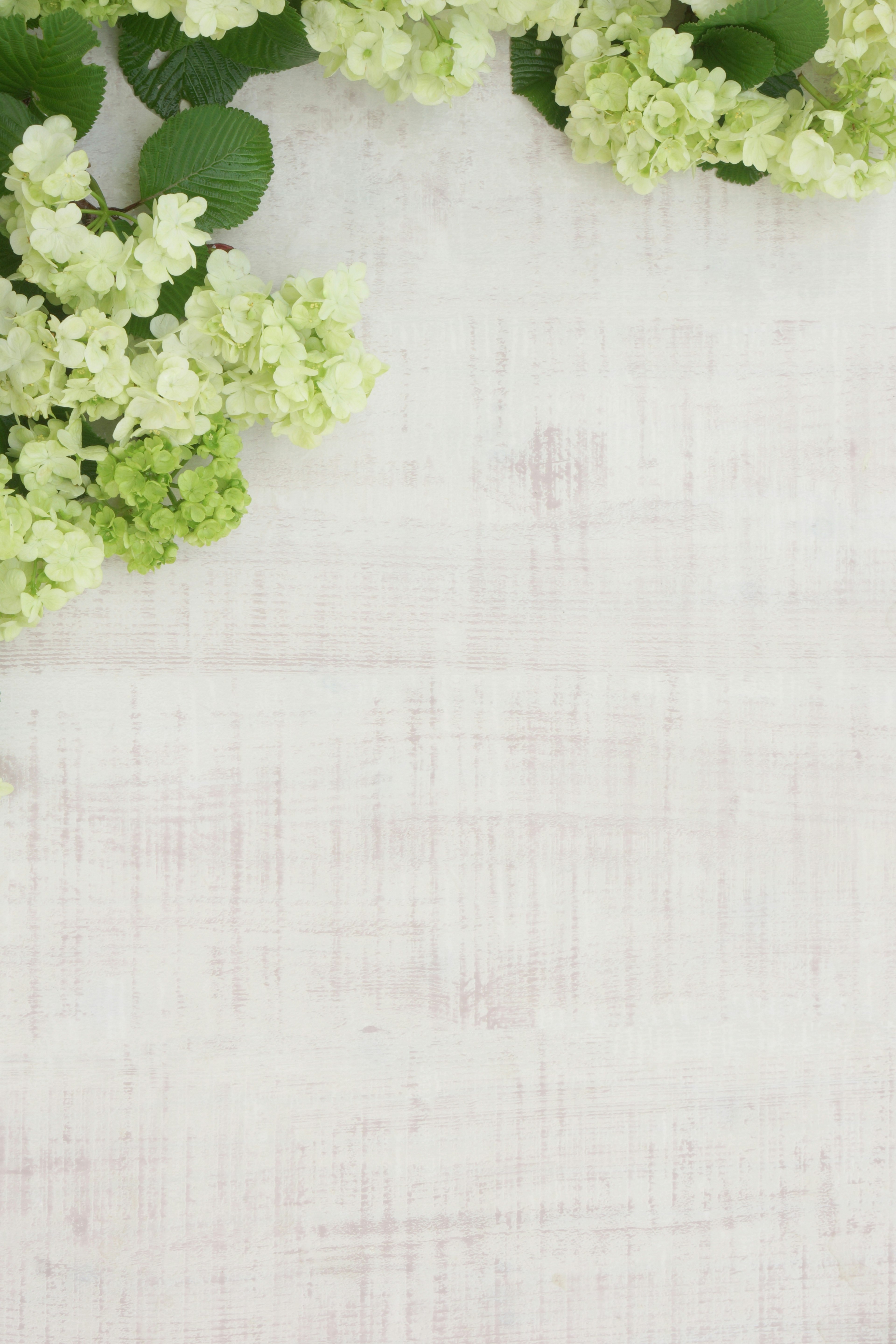 A serene arrangement of green flowers and leaves on a white background