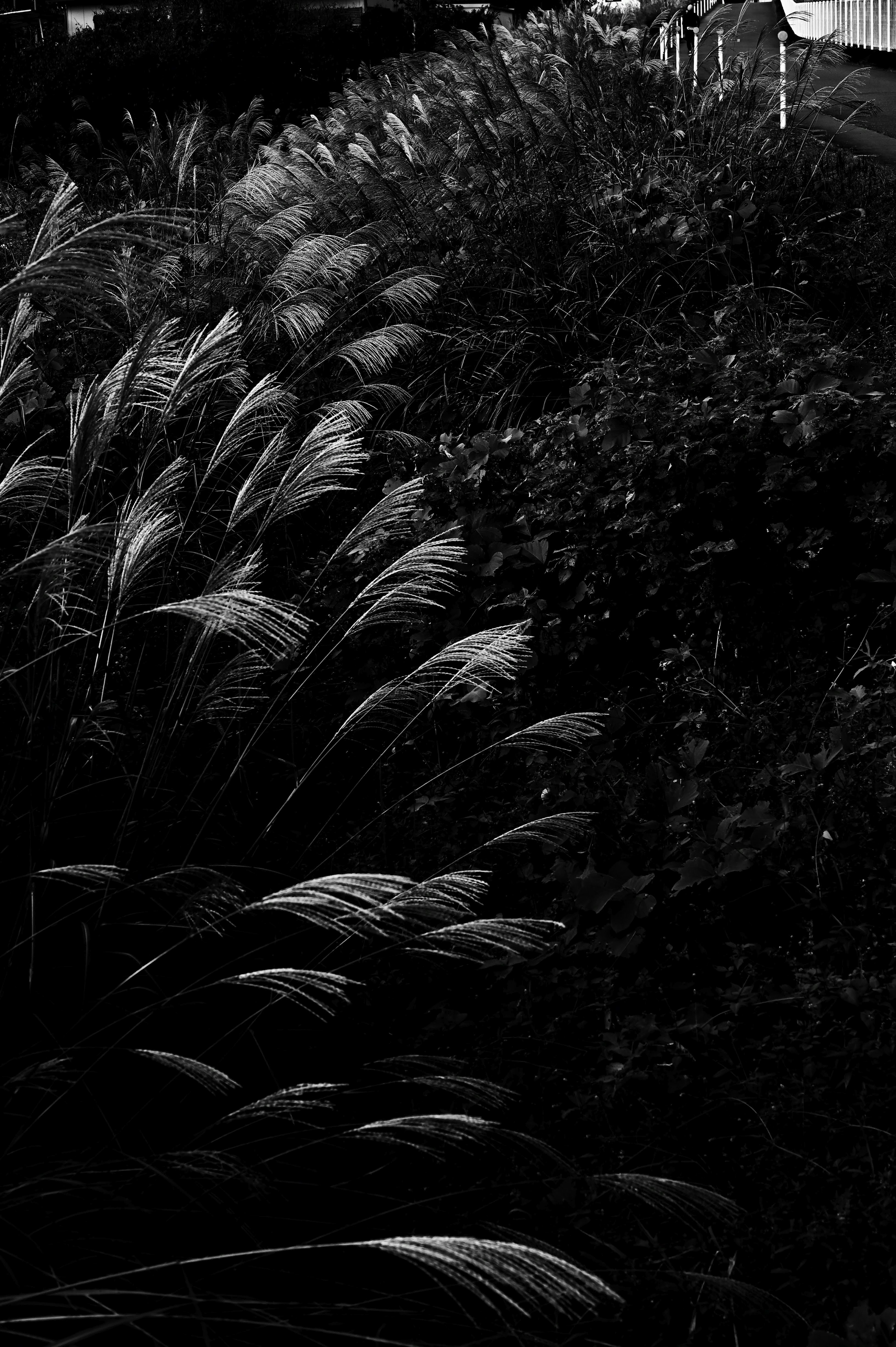 Photographie en noir et blanc de l'herbe avec un fort contraste