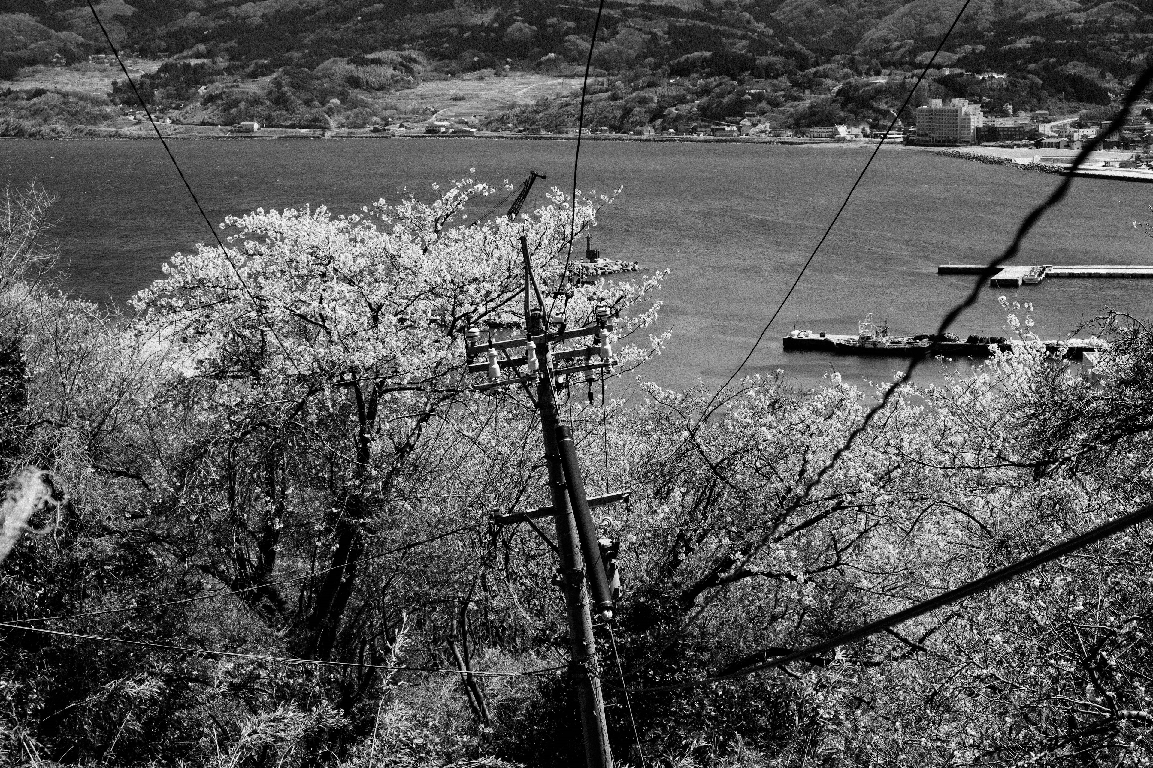 Paisaje en blanco y negro con vista al mar y montañas que muestra un poste de electricidad y cerezos en flor