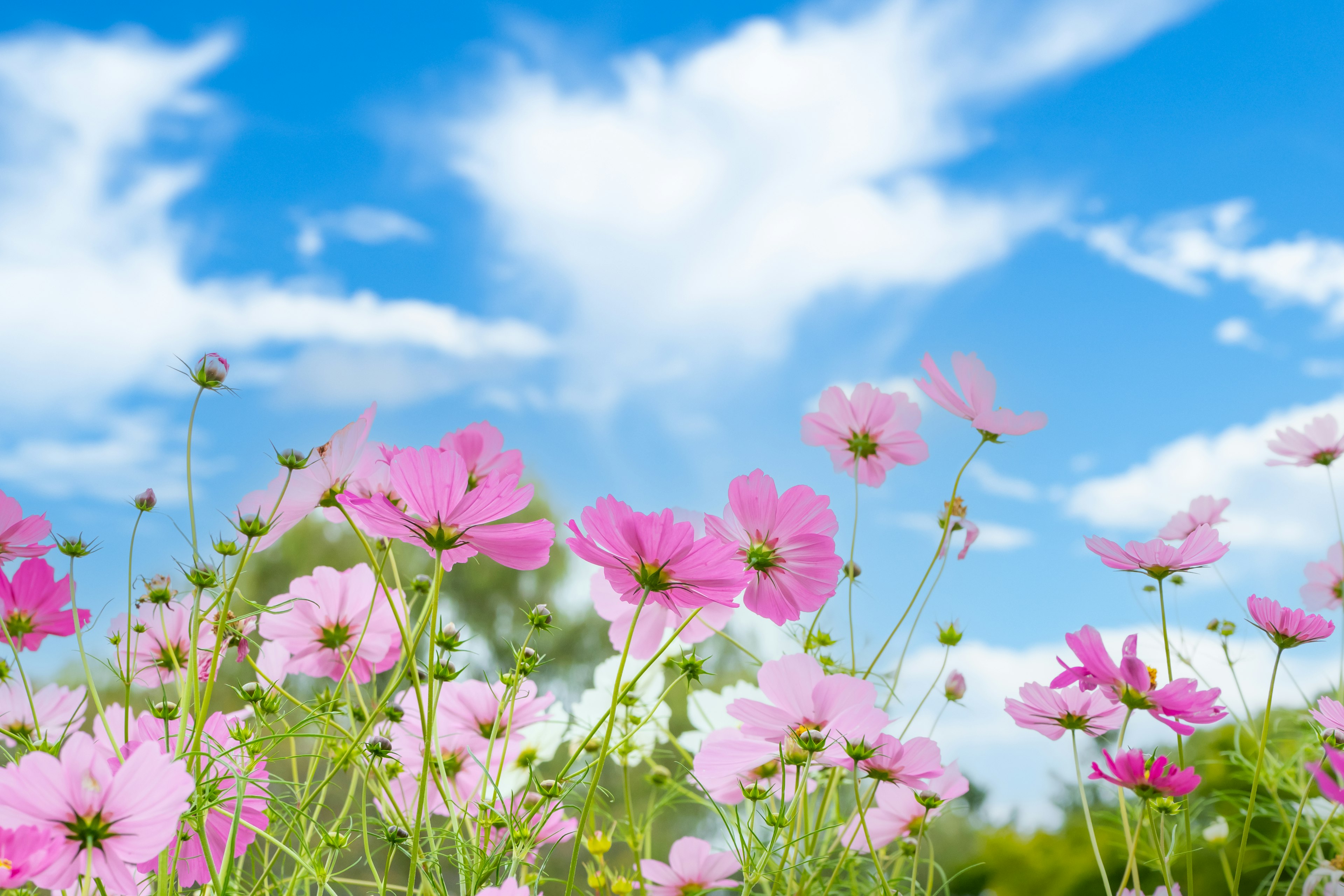 Pink cosmos flowers blooming under a blue sky