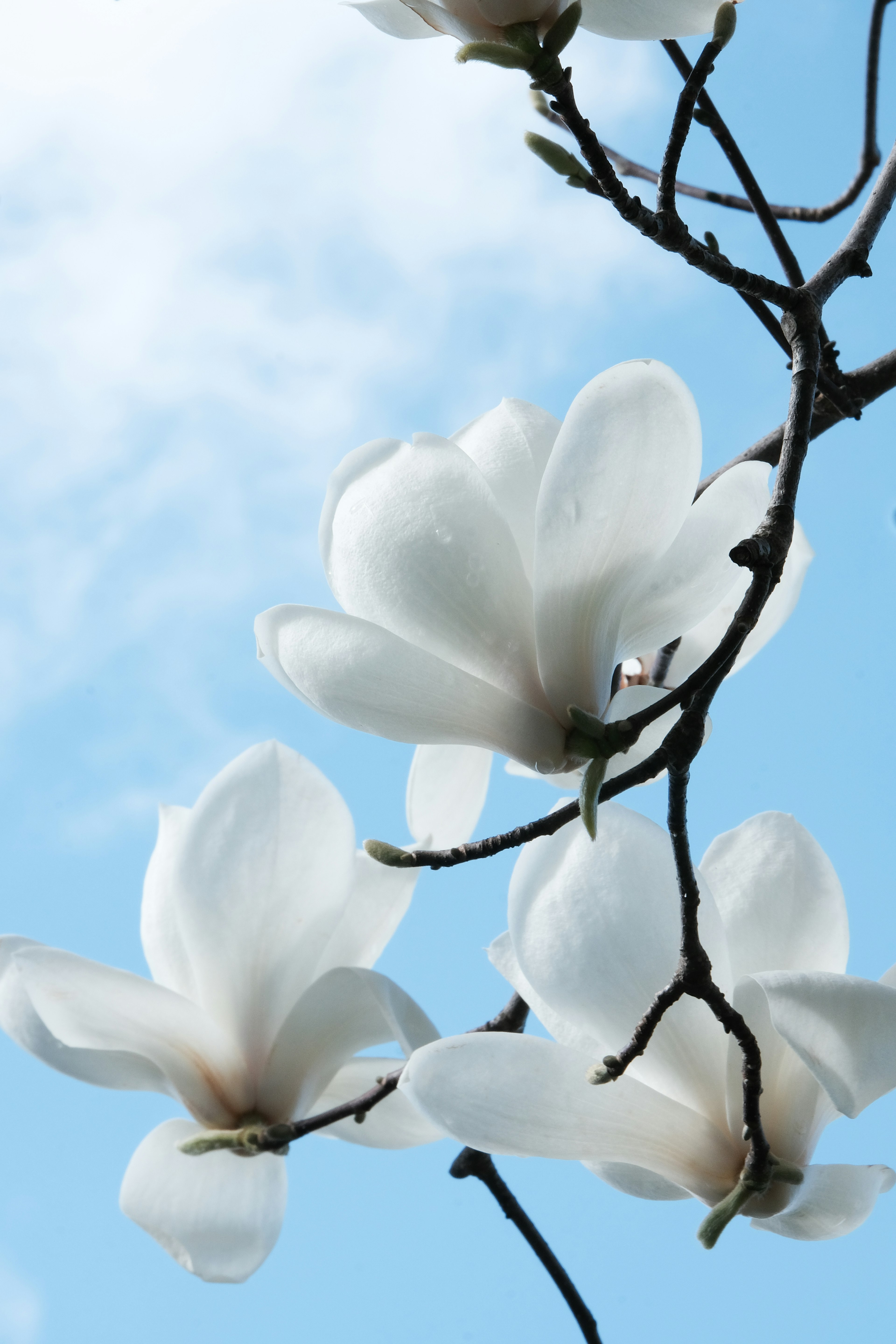 Fiori di magnolia bianchi che sbocciano contro un cielo blu