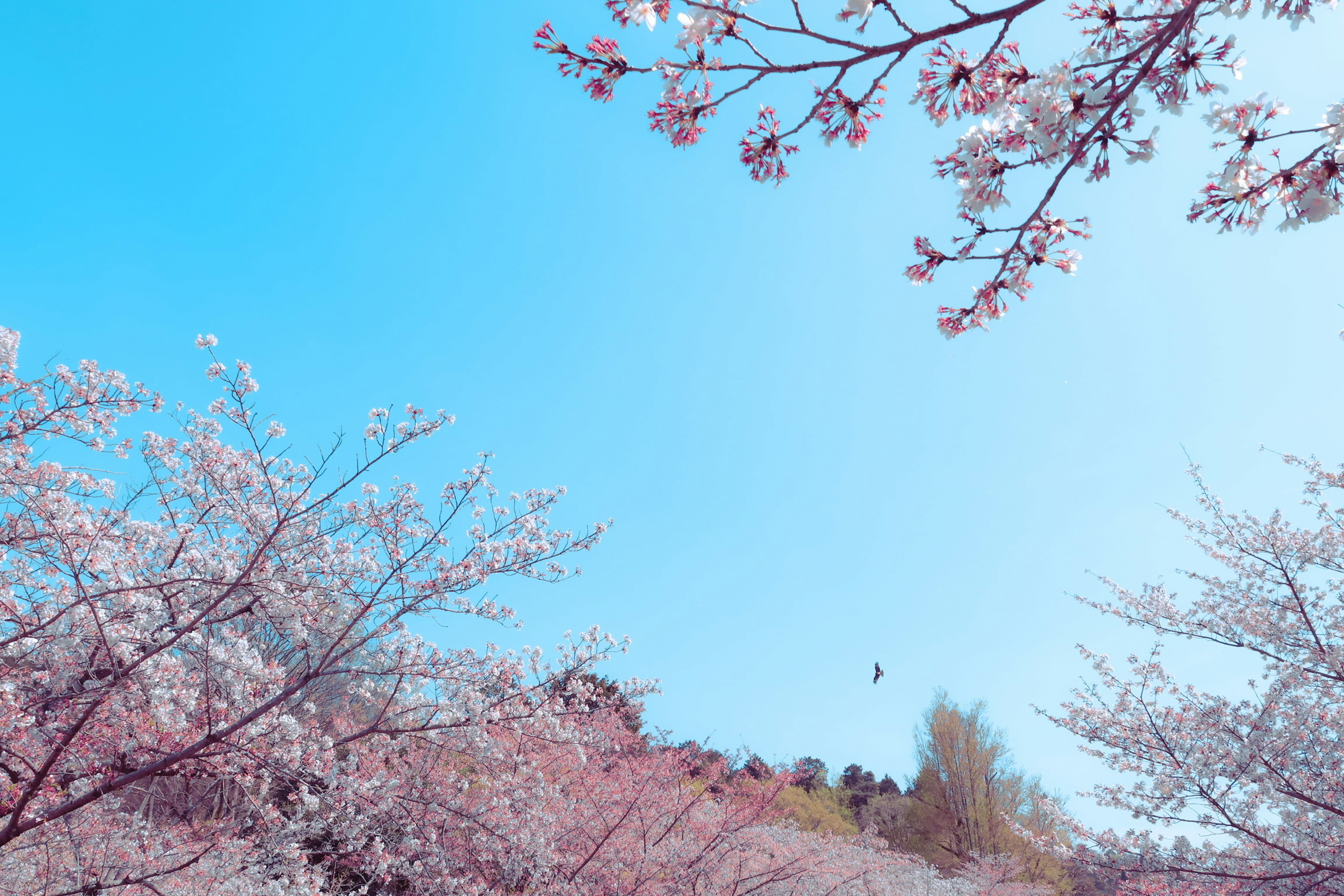 Paisaje de cerezos en flor bajo un cielo azul