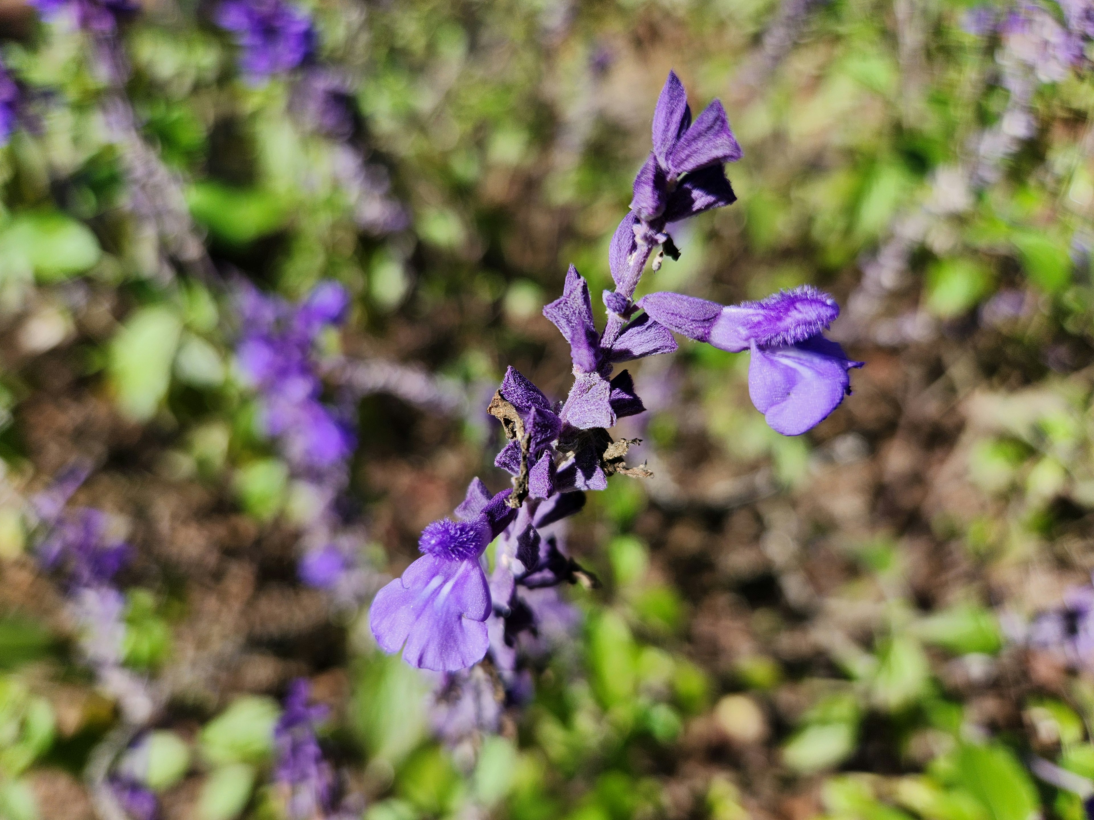 紫色の花が咲いている植物のクローズアップ