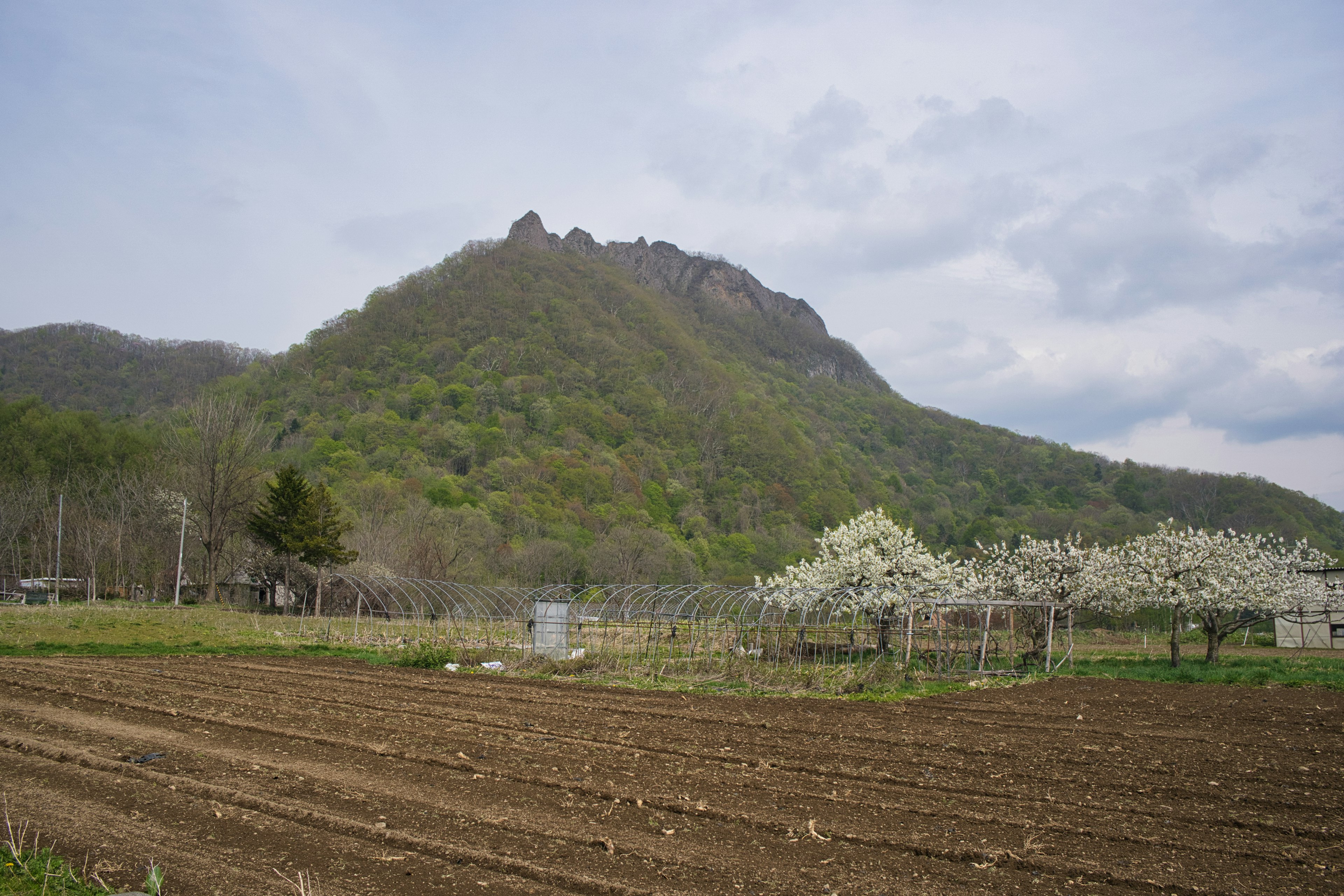 Grüne Berge mit einem blühenden Obstgarten im Vordergrund