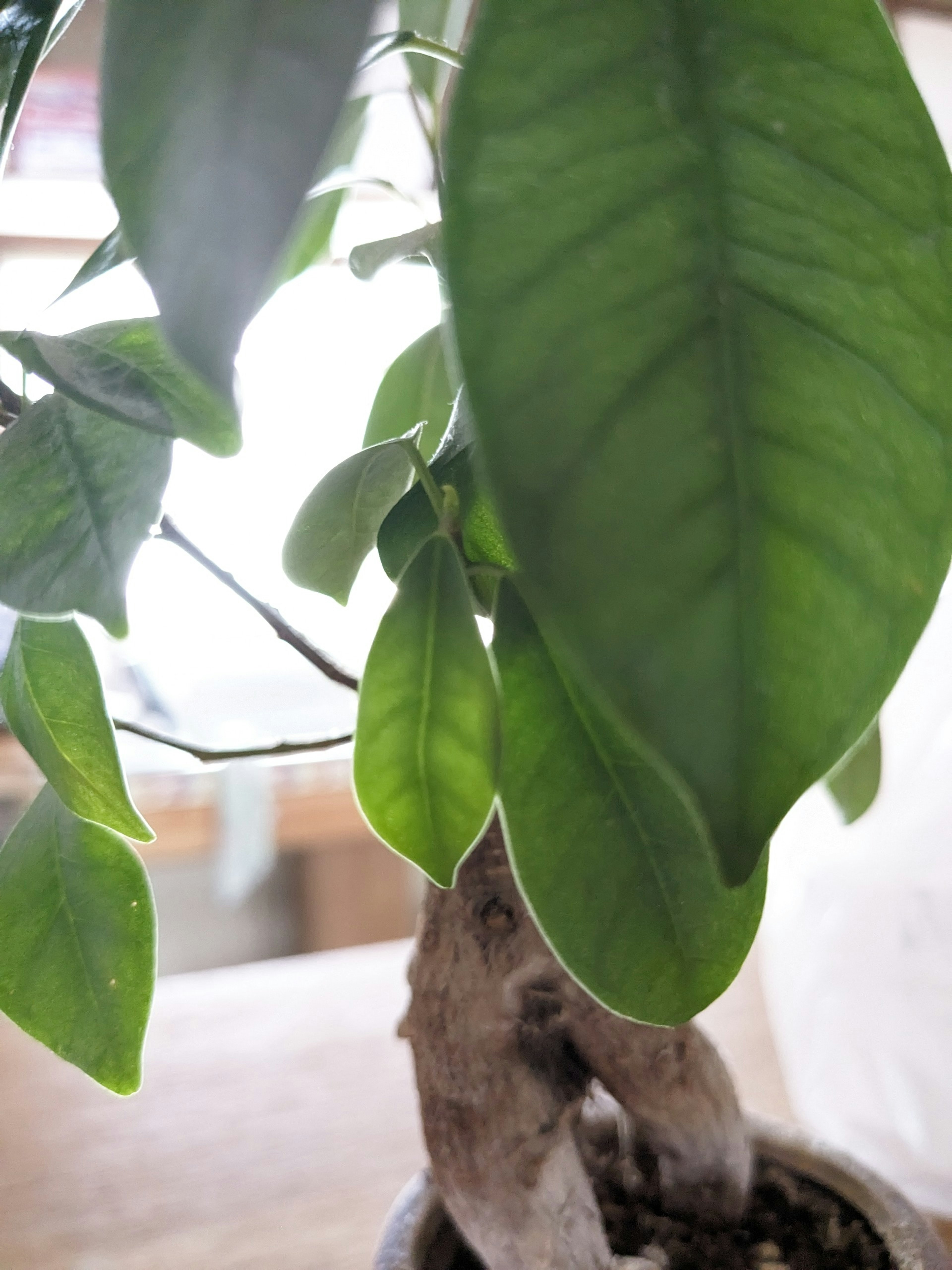 Close-up of a houseplant with large green leaves