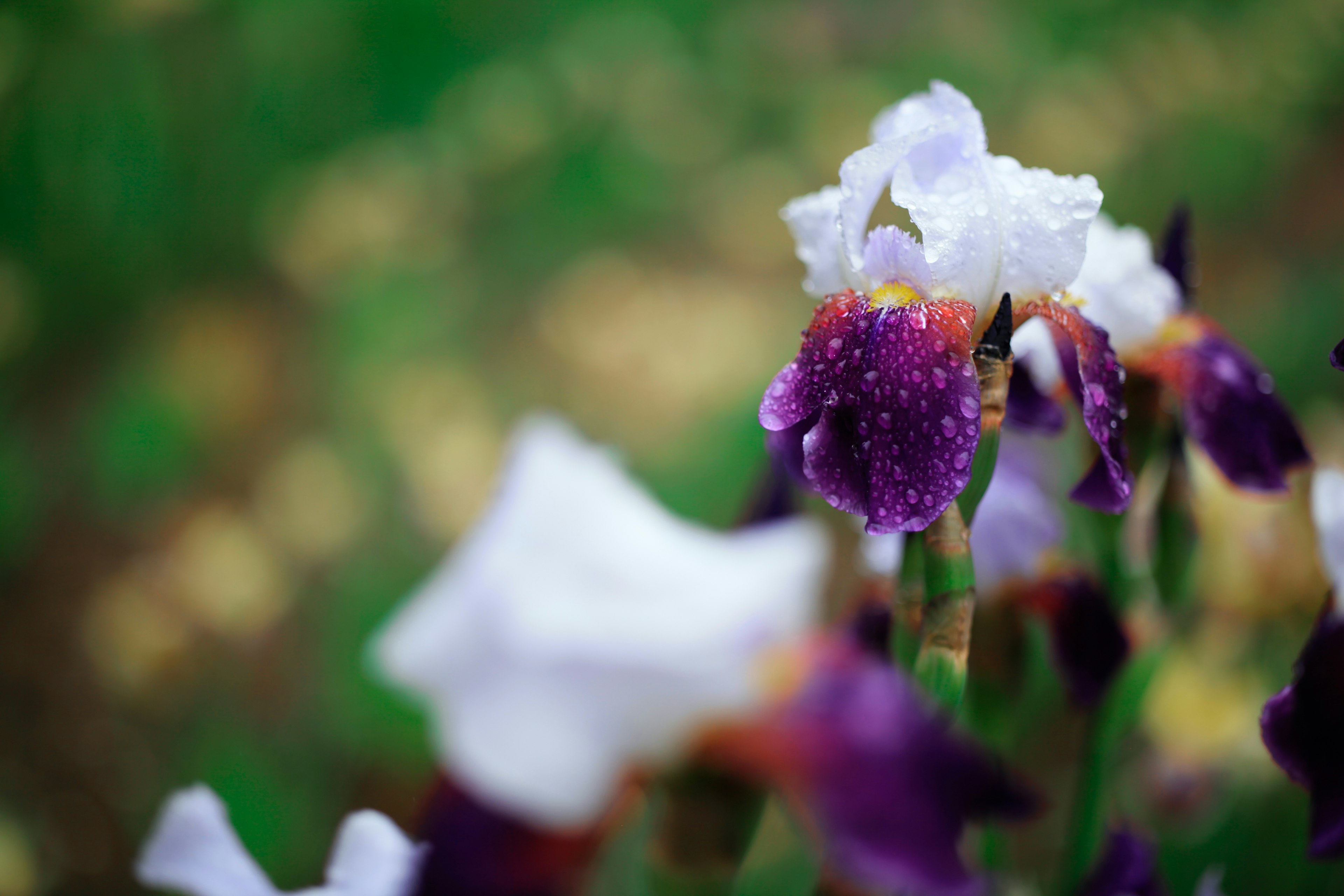 Flores de iris moradas adornadas con gotas que florecen con un fondo borroso