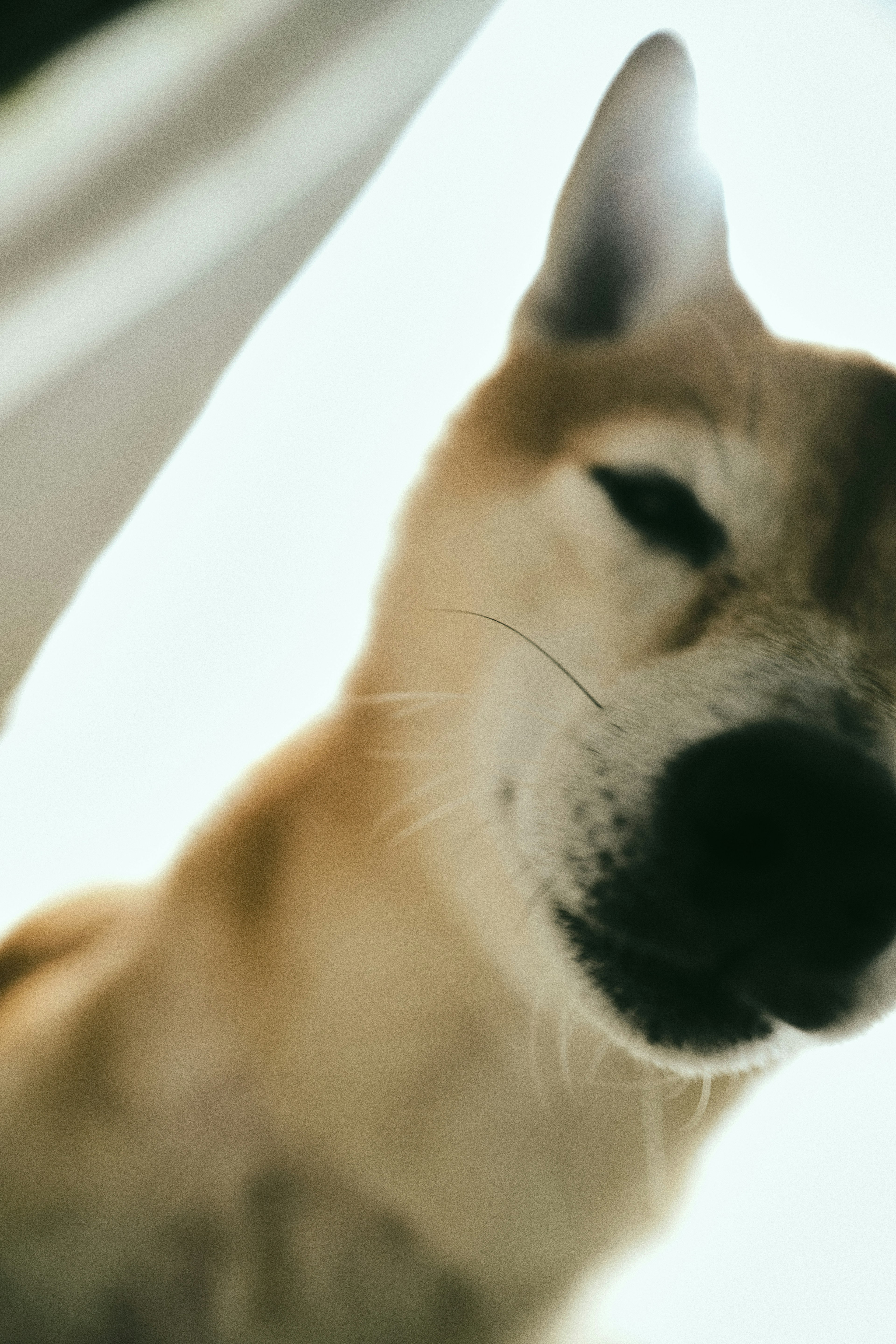 Close-up of a Shiba Inu's face against a bright background