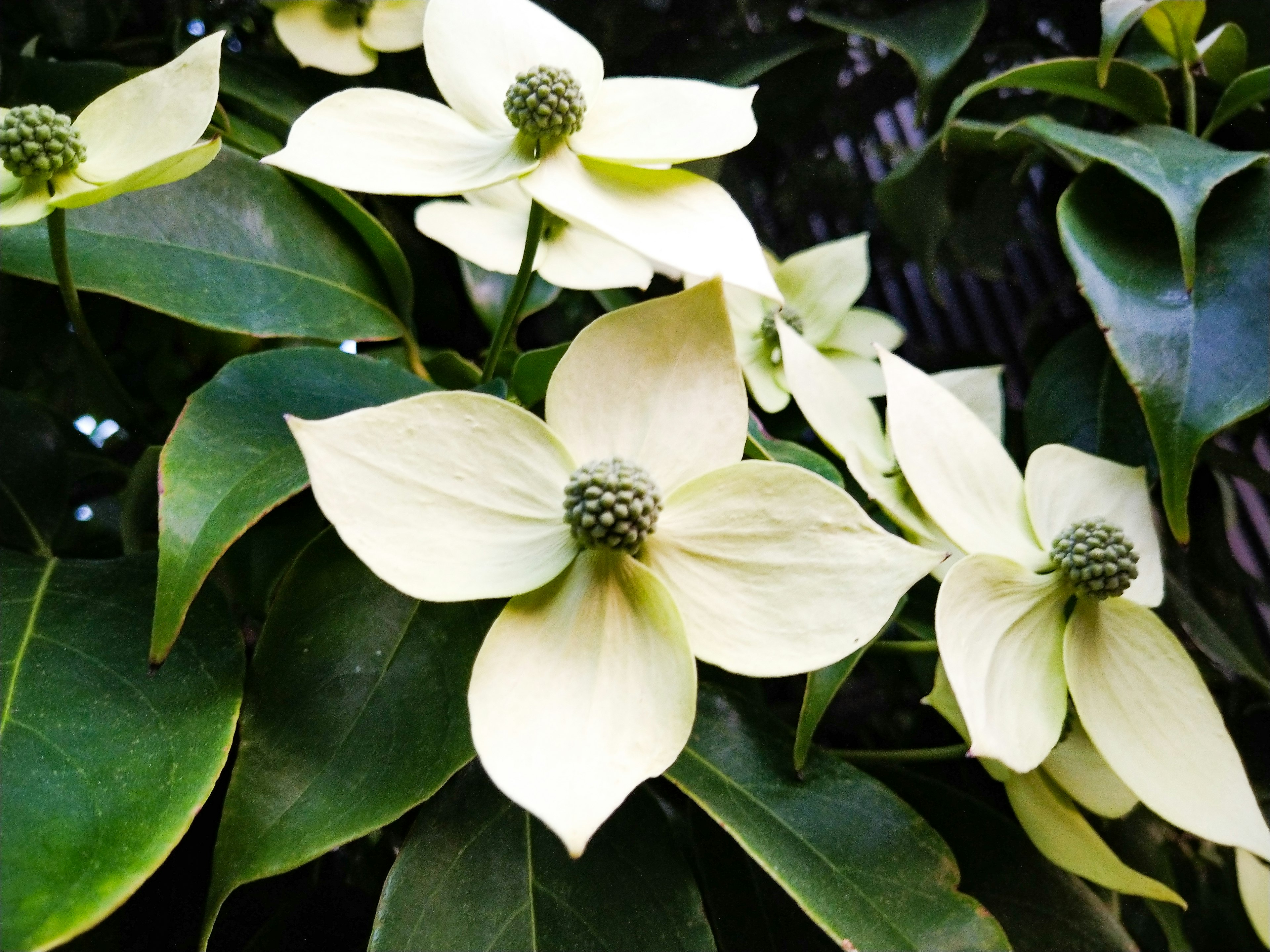 Close-up of yellow flowers and green leaves of a plant