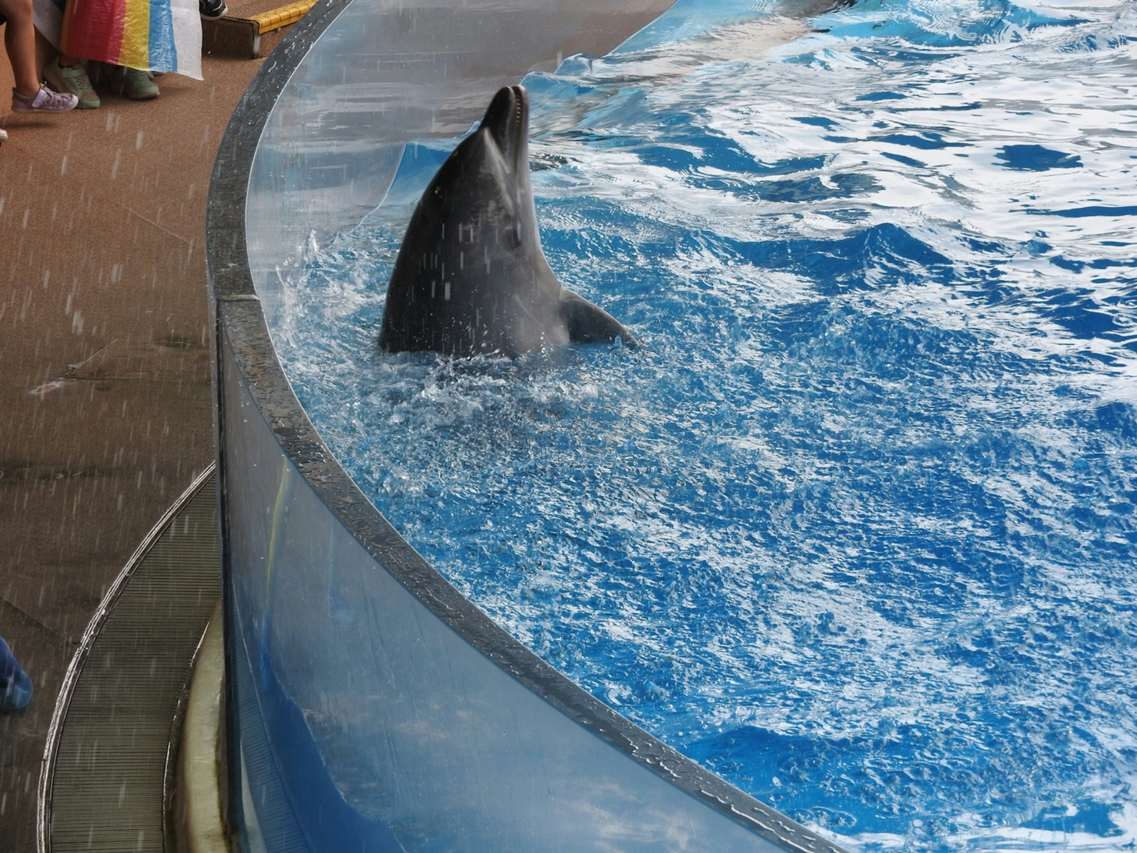 水族館で泳ぐアシカの背びれと青い水