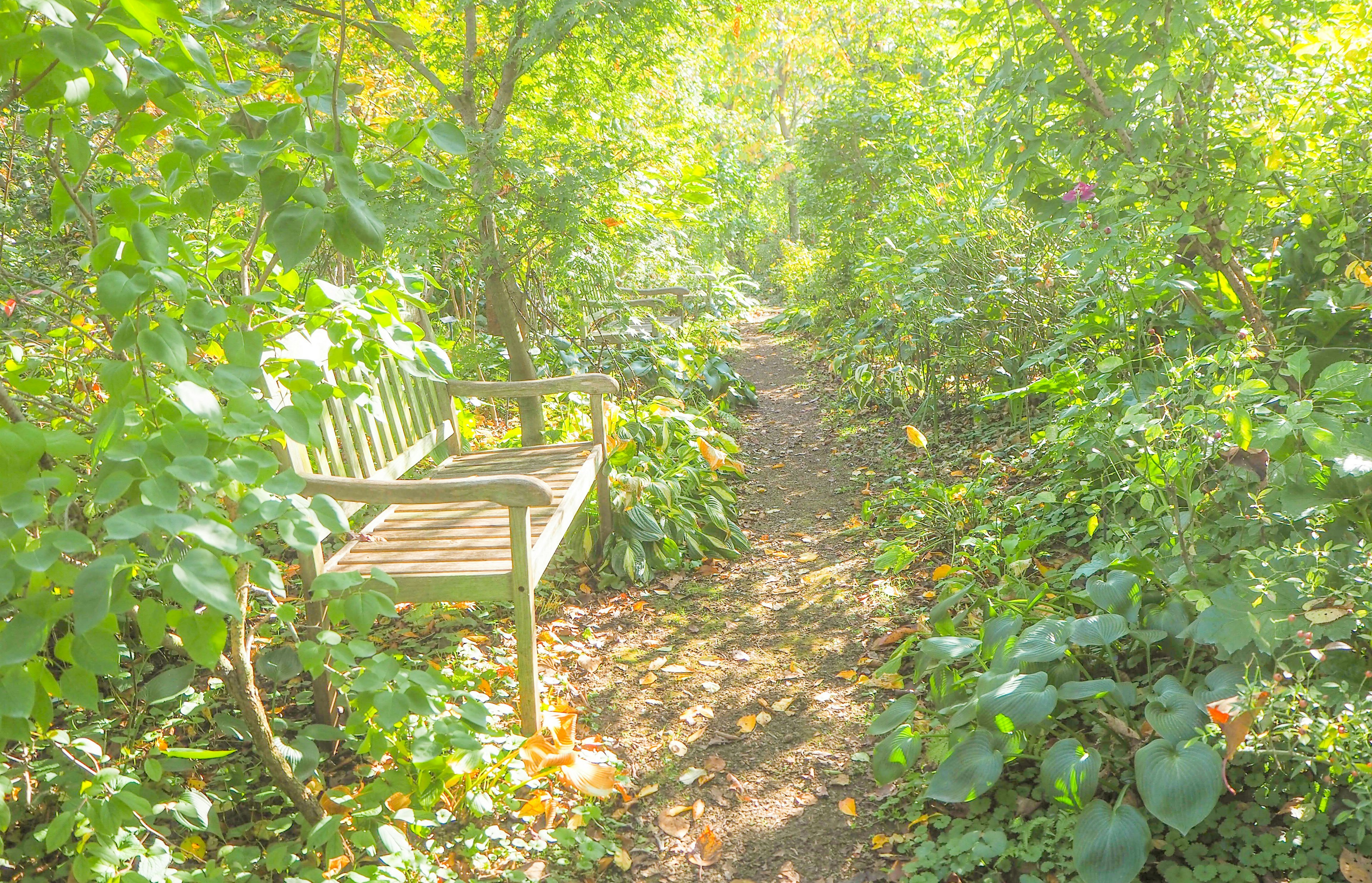 A wooden bench on a lush path surrounded by dense greenery