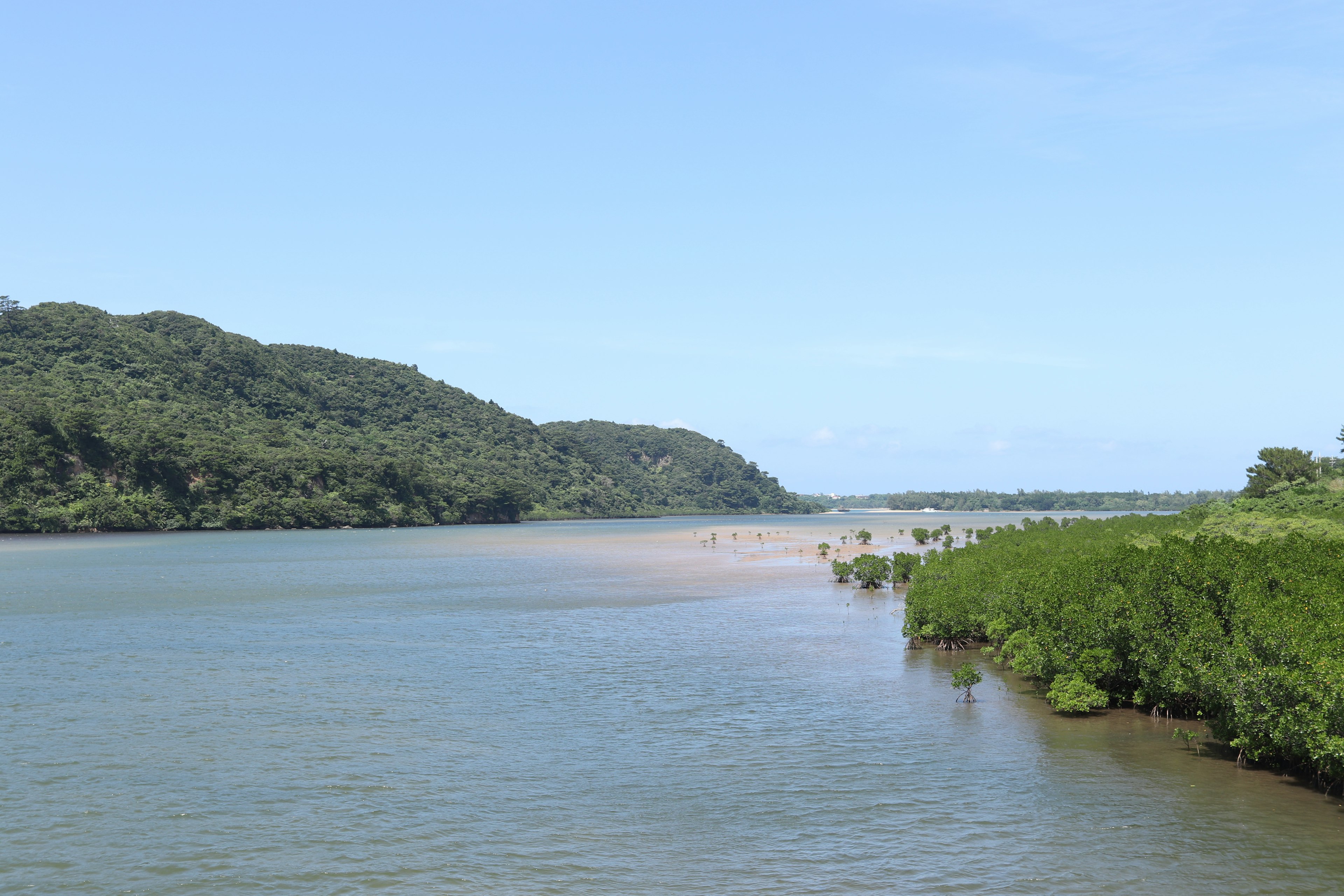 Pemandangan sungai tenang dengan mangrove hijau di bawah langit biru yang cerah