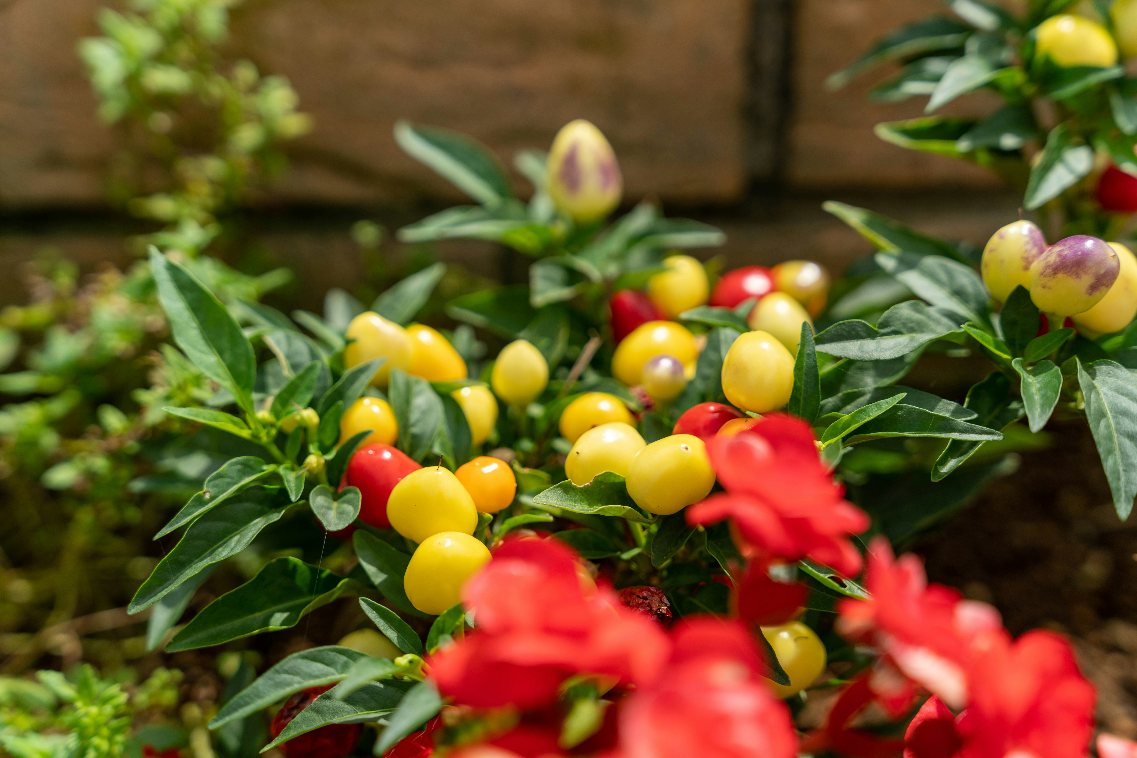 Eine Gartenszene mit Pflanzen, die rote und gelbe Beeren tragen