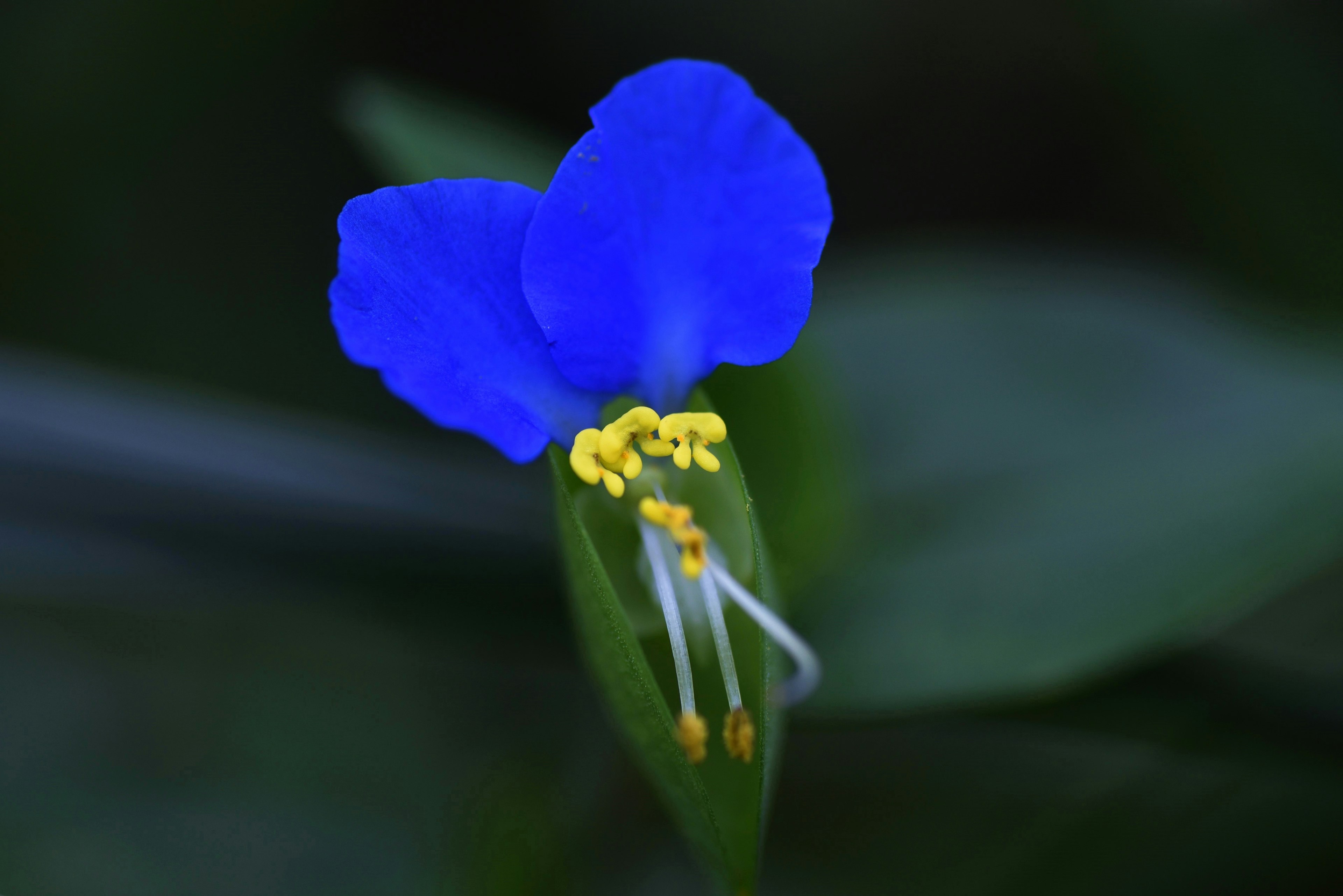 Acercamiento a una flor azul vibrante con estambres amarillos y pistilos blancos