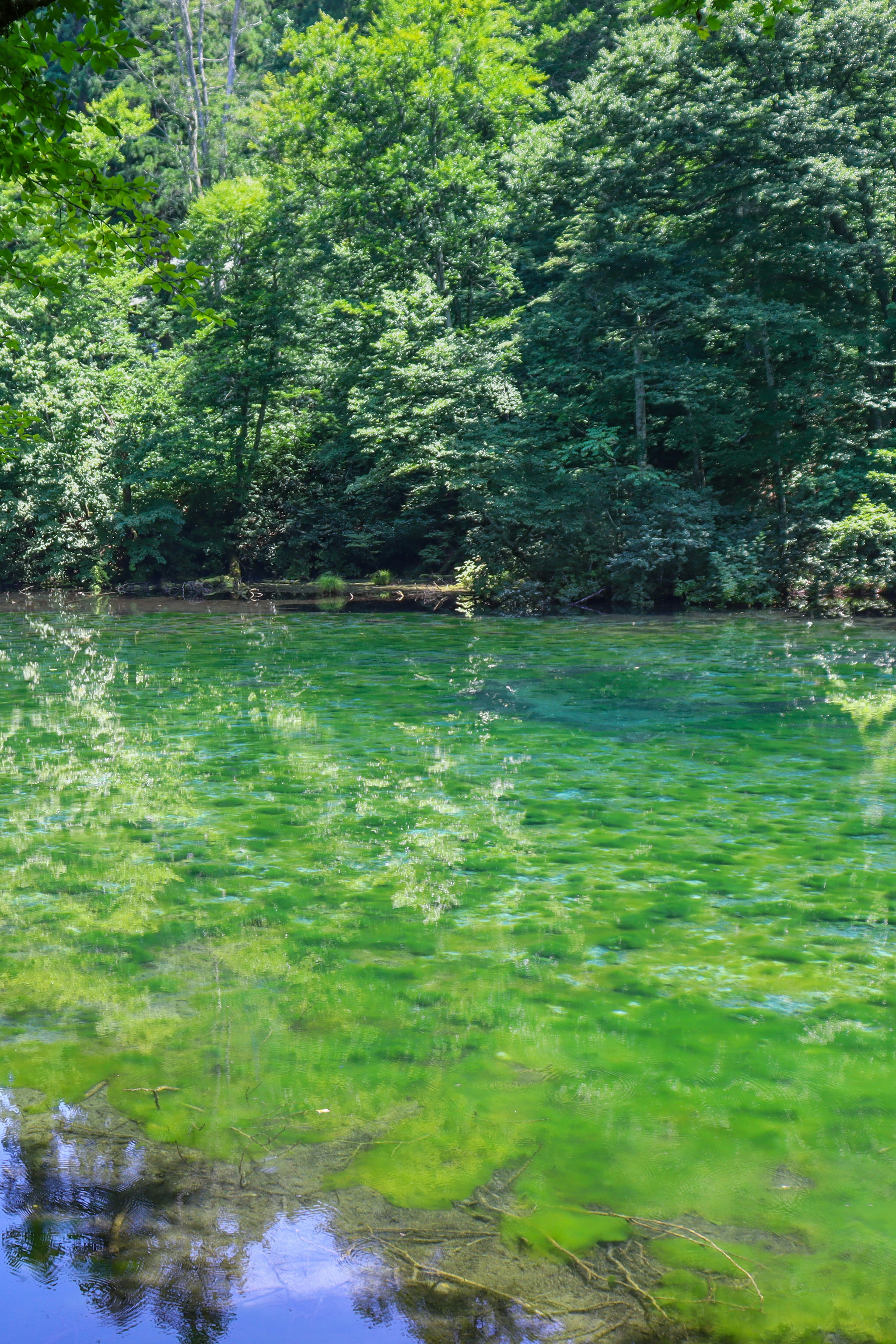 Lush green forest with calm water reflections