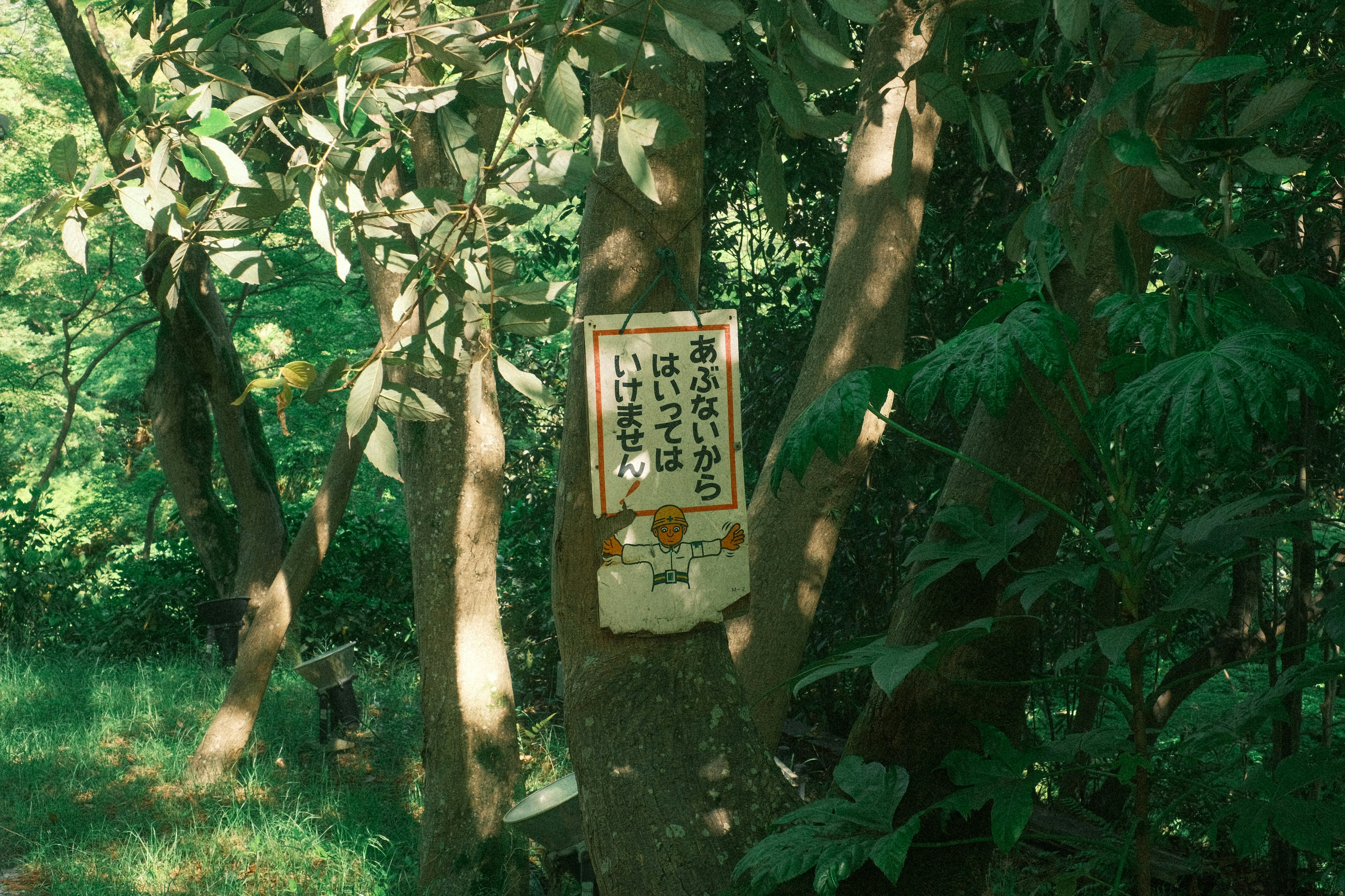 緑豊かな森の中にある木の幹に取り付けられた看板