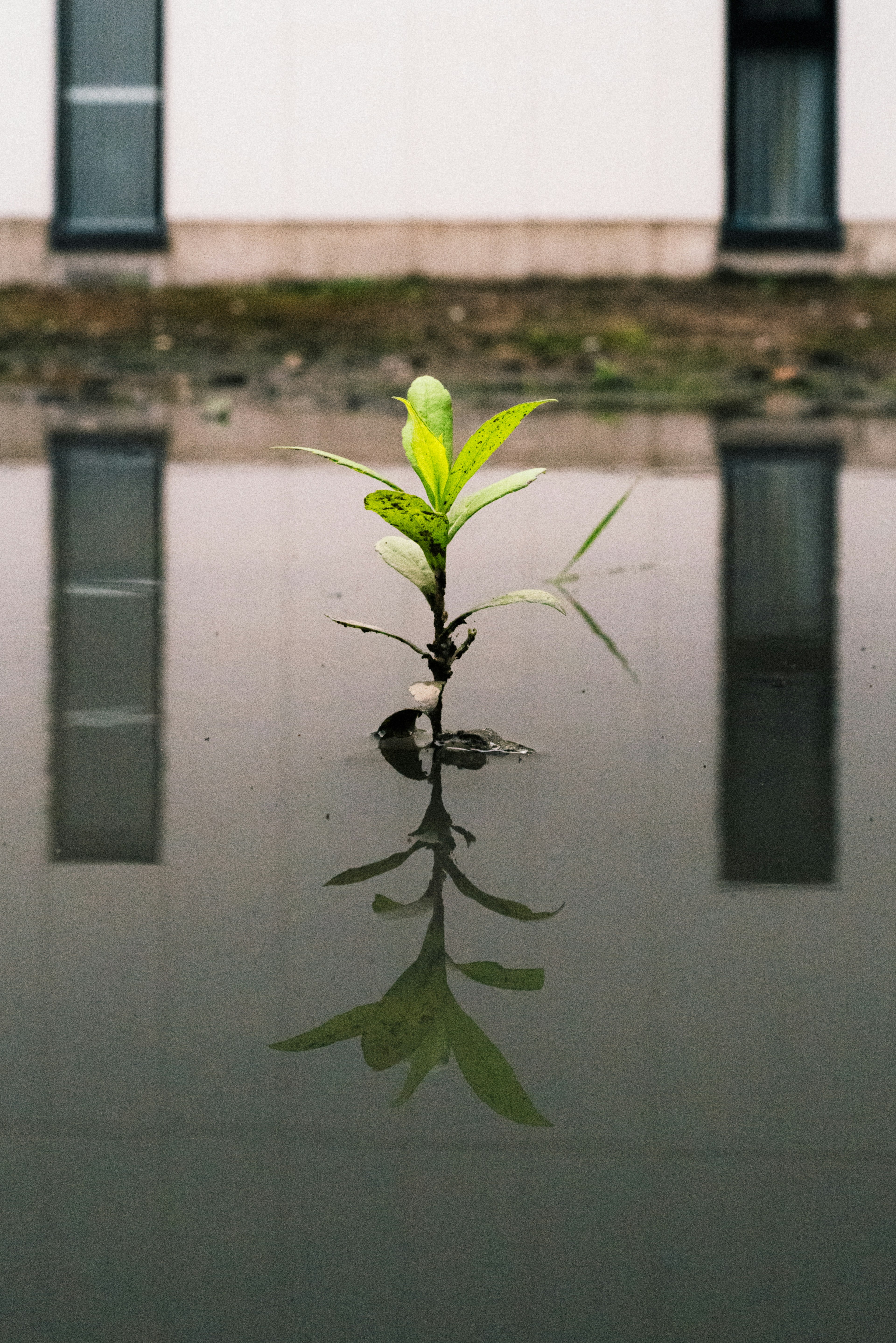 Pequeña planta verde que emerge del agua con reflejo y fondo de edificio blanco