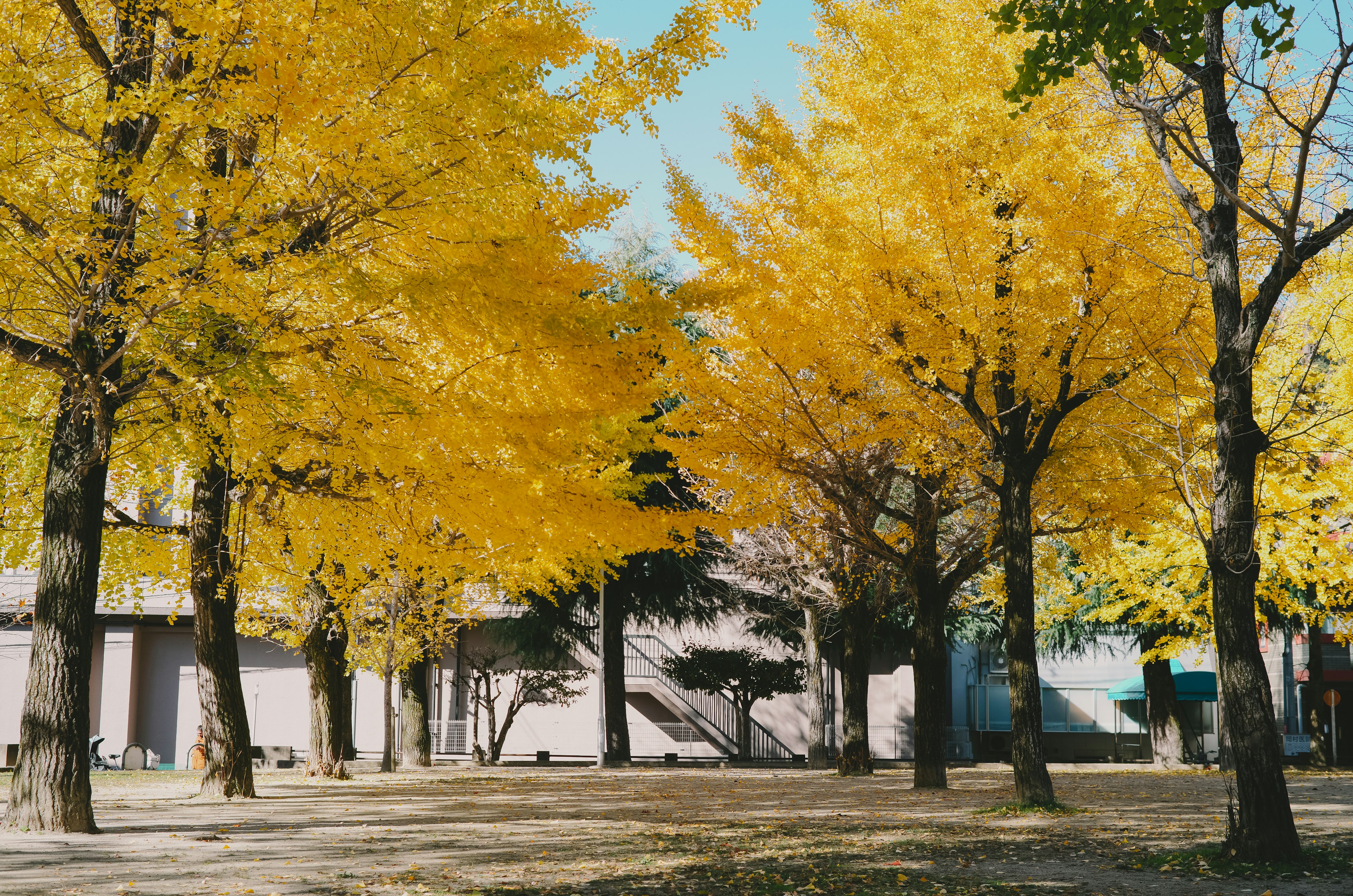 Una scena di parco con alberi di ginkgo gialli vivaci