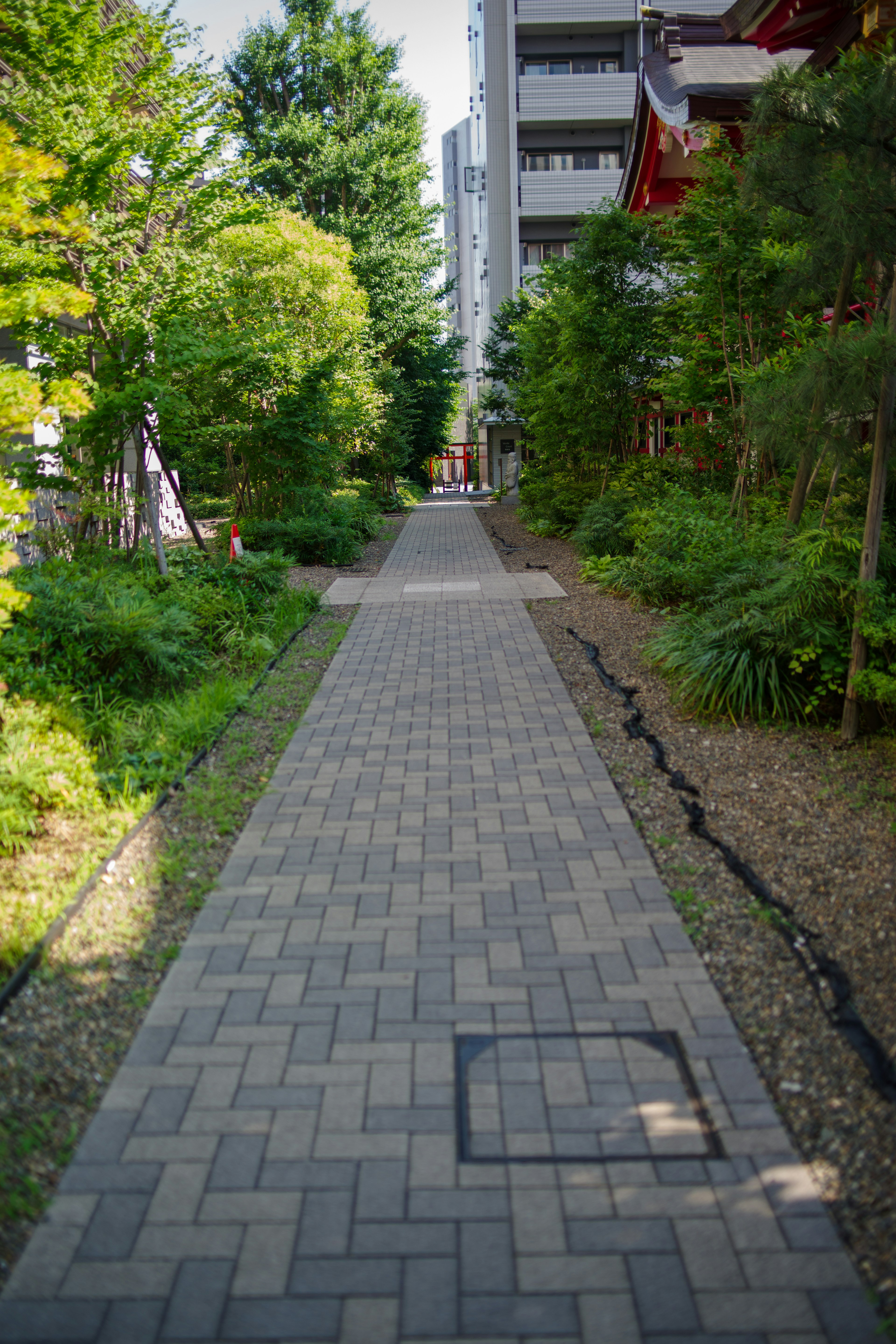 Camino pavimentado rodeado de vegetación