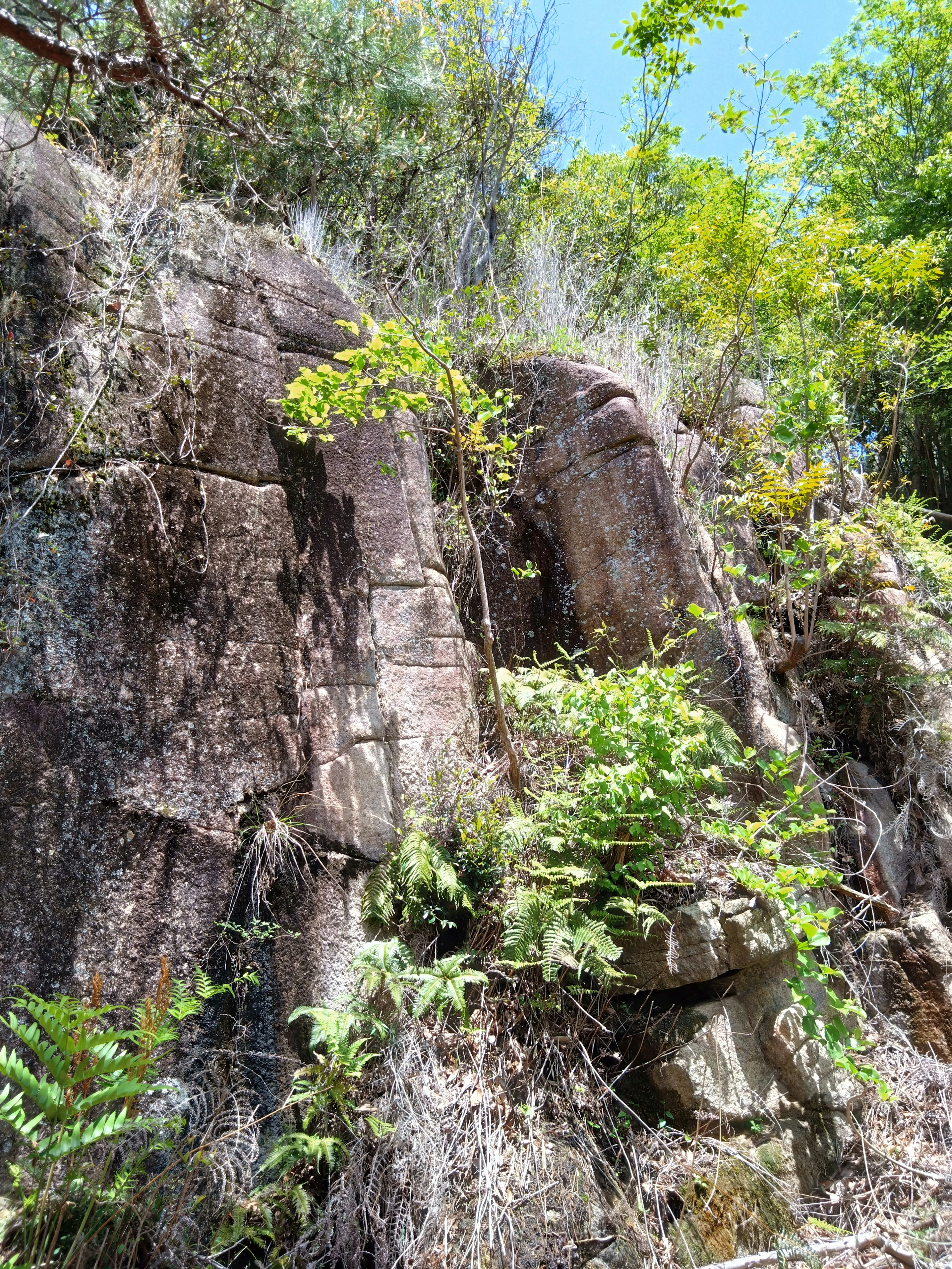 Natural landscape with lush greenery on rocky surface