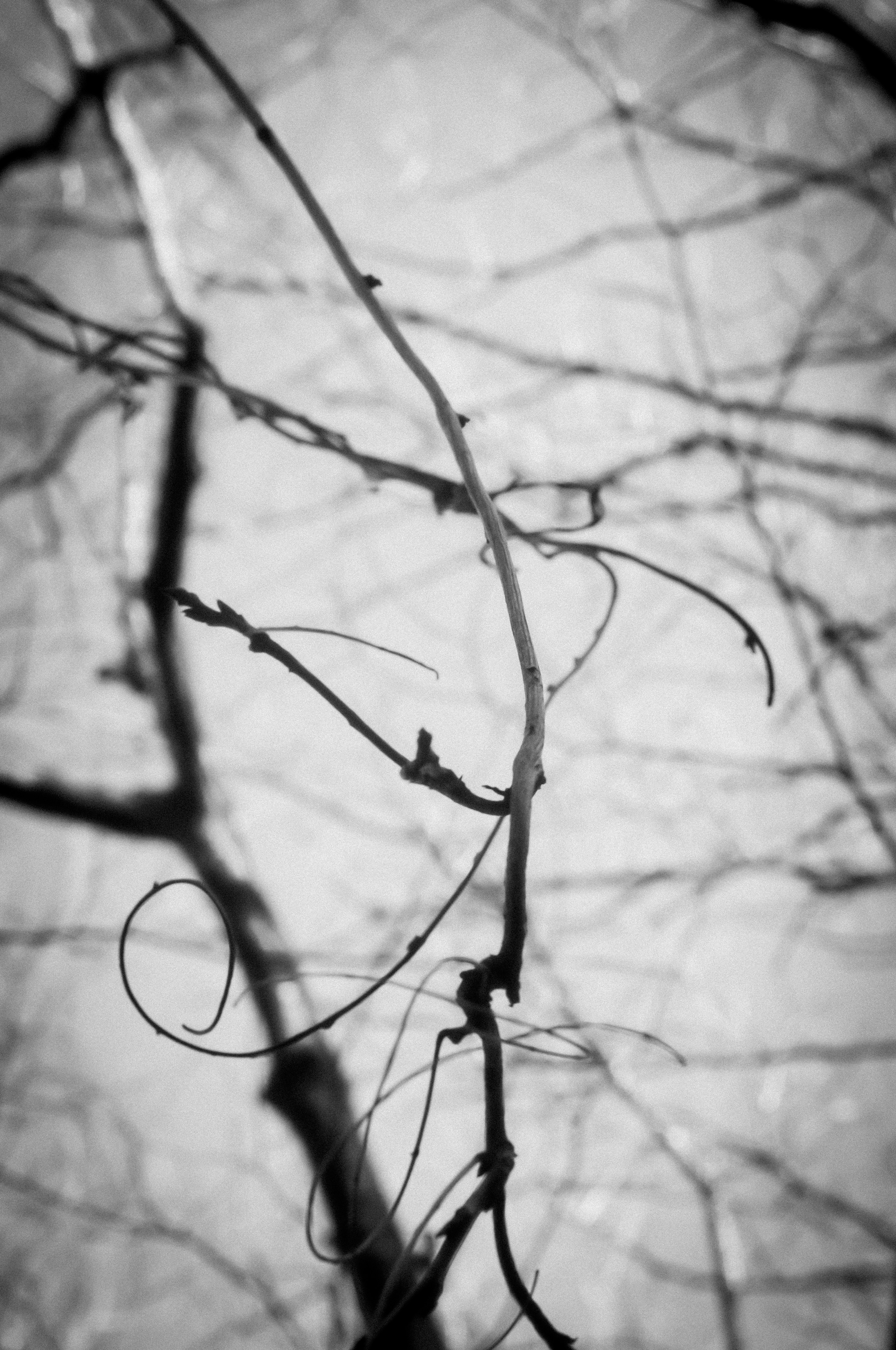 Black and white image of intertwined branches and vines