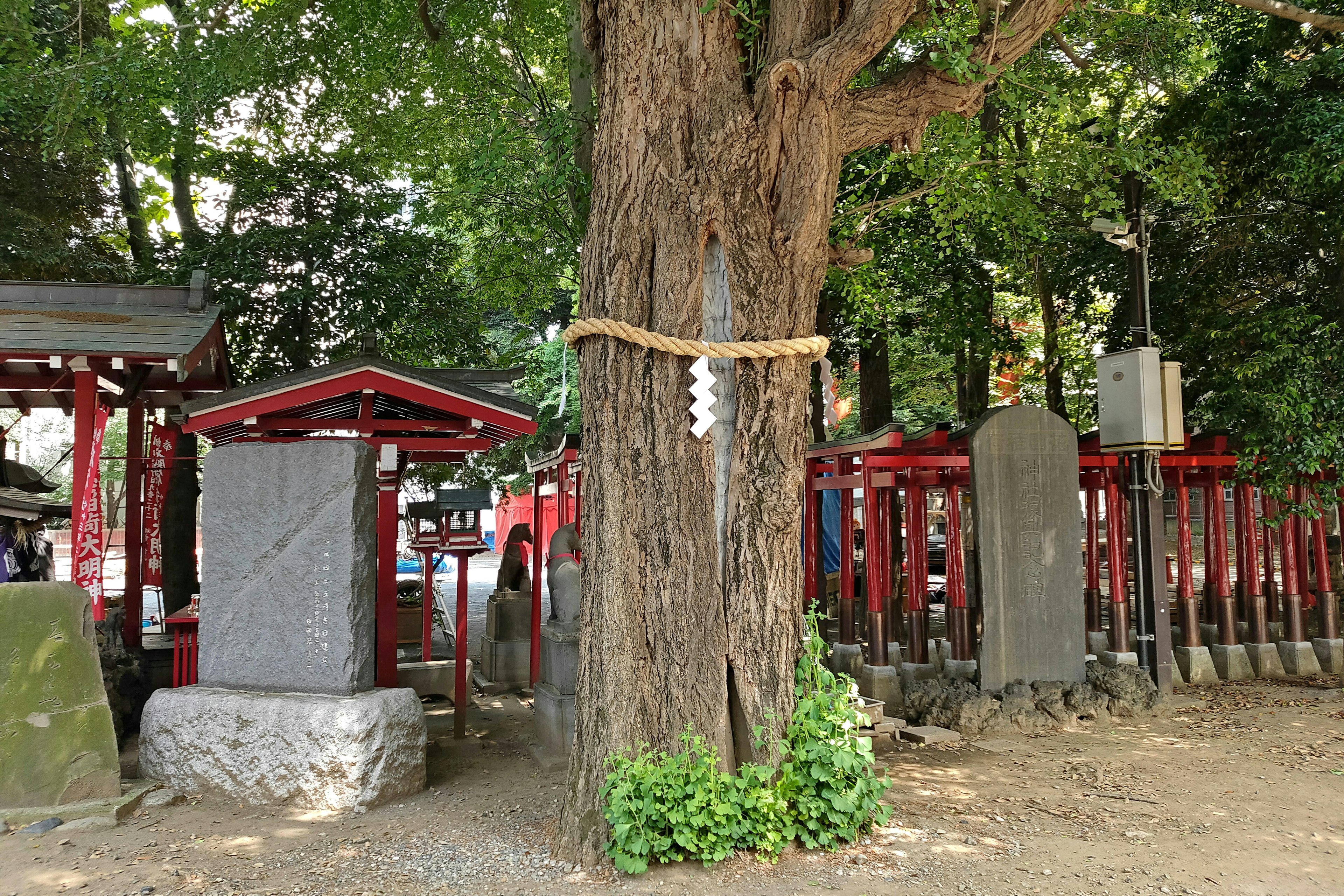 Pohon besar dikelilingi oleh gerbang torii merah dan monumen batu