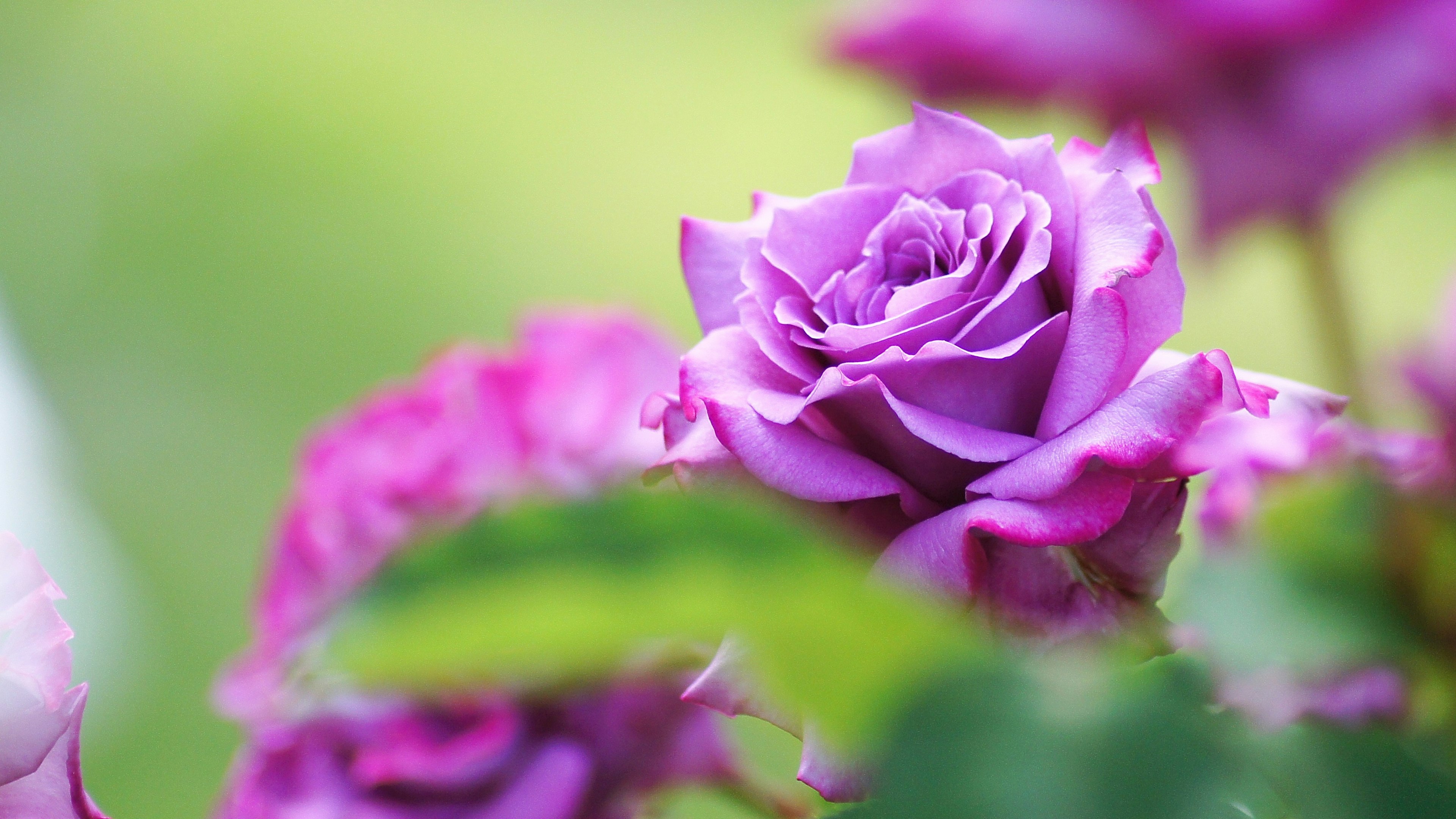 Beautiful purple rose flower against a green background