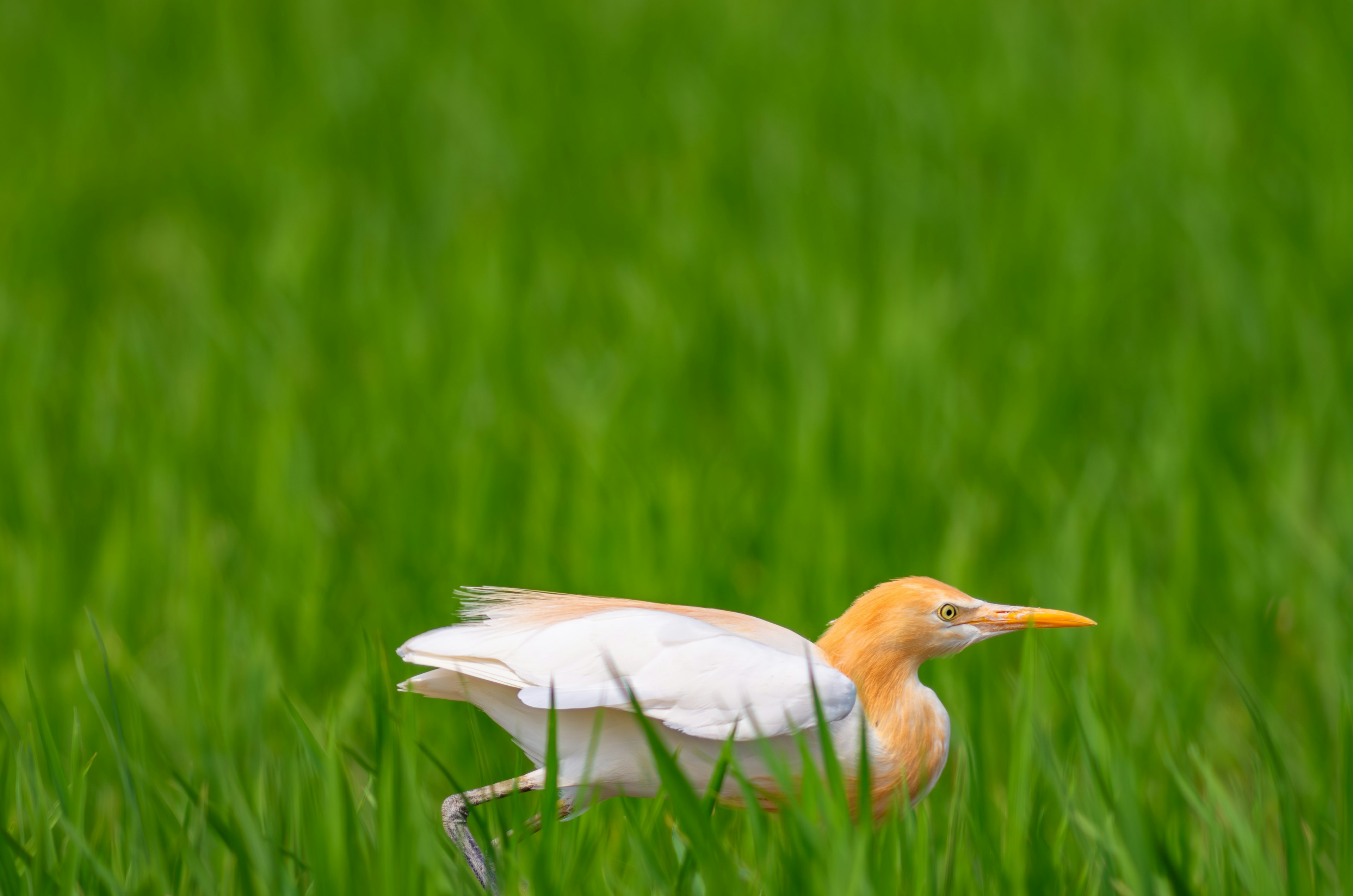 Un oiseau blanc avec une tête orange marchant dans l'herbe verte