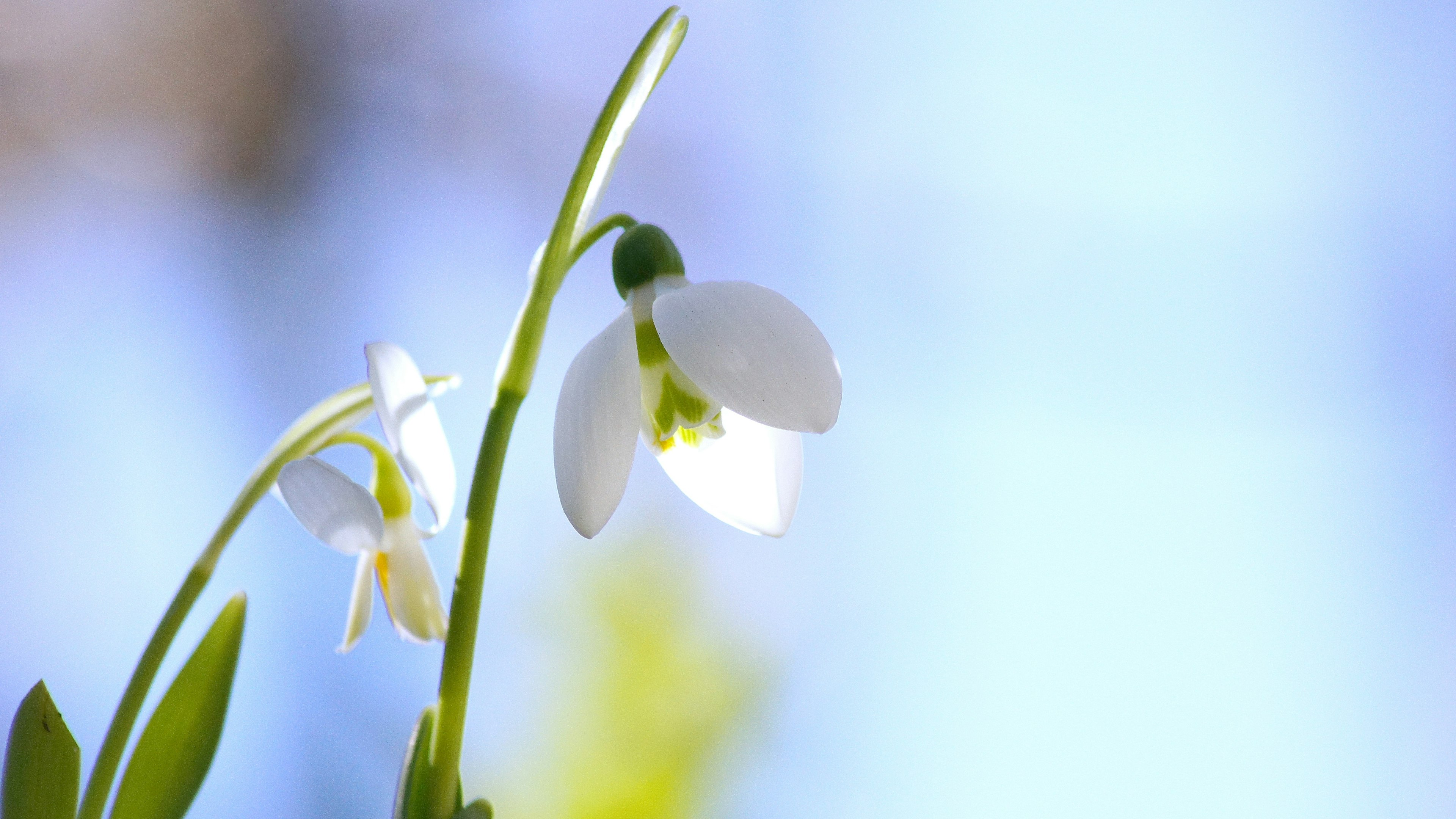 White snowdrop flowers blooming under a blue sky