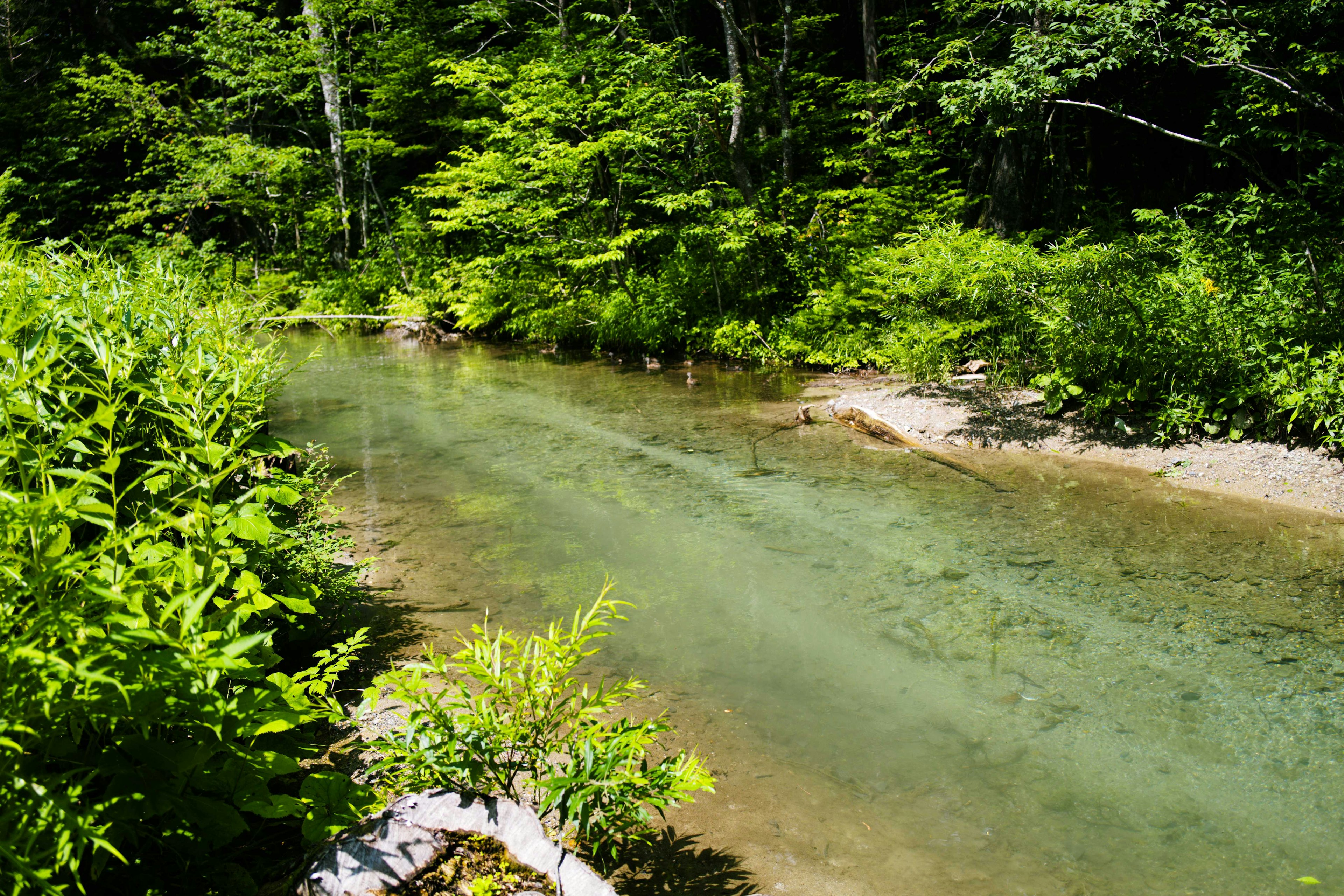 緑豊かな森林の中を流れる清らかな小川の風景