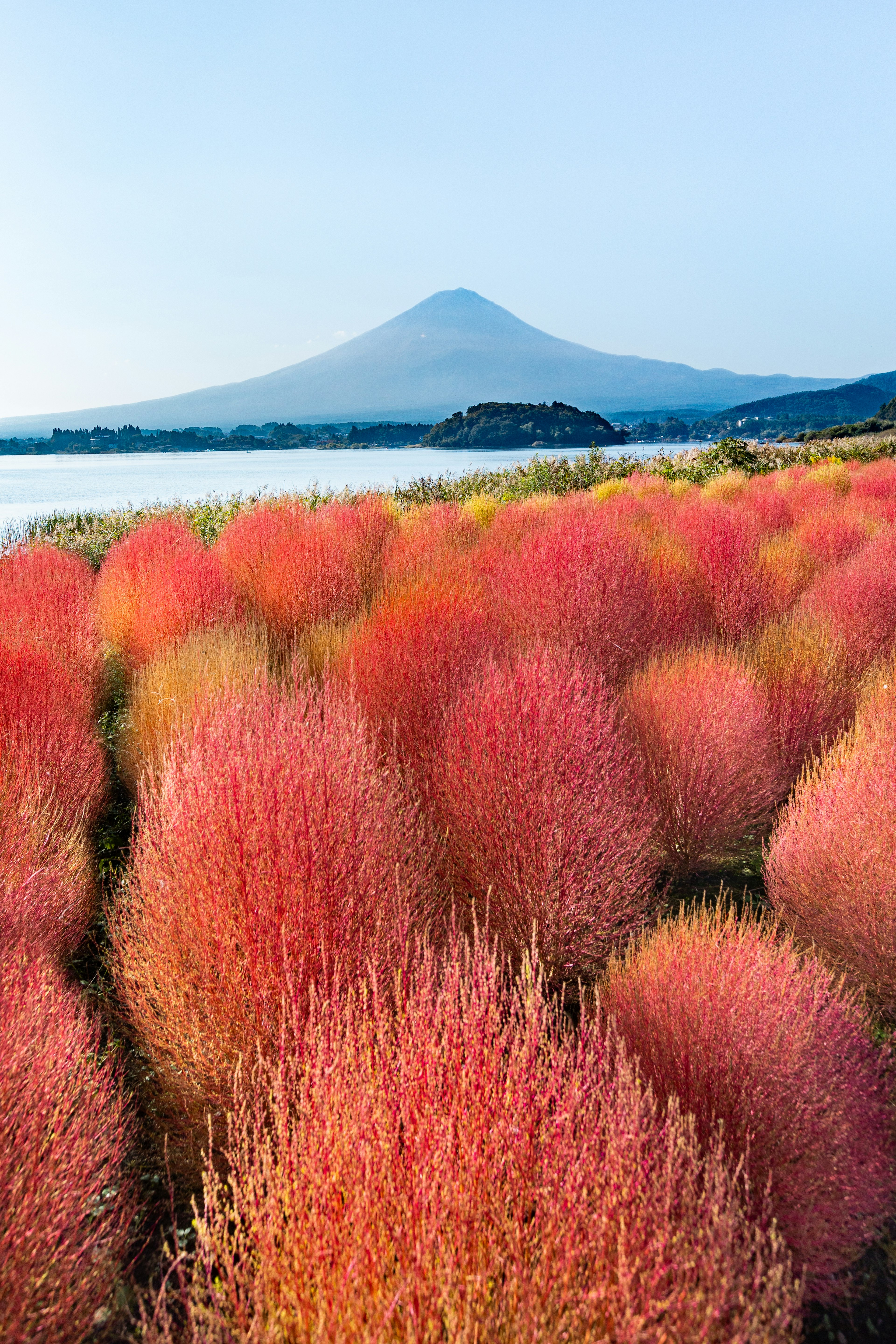 美しい赤い草原と富士山の風景