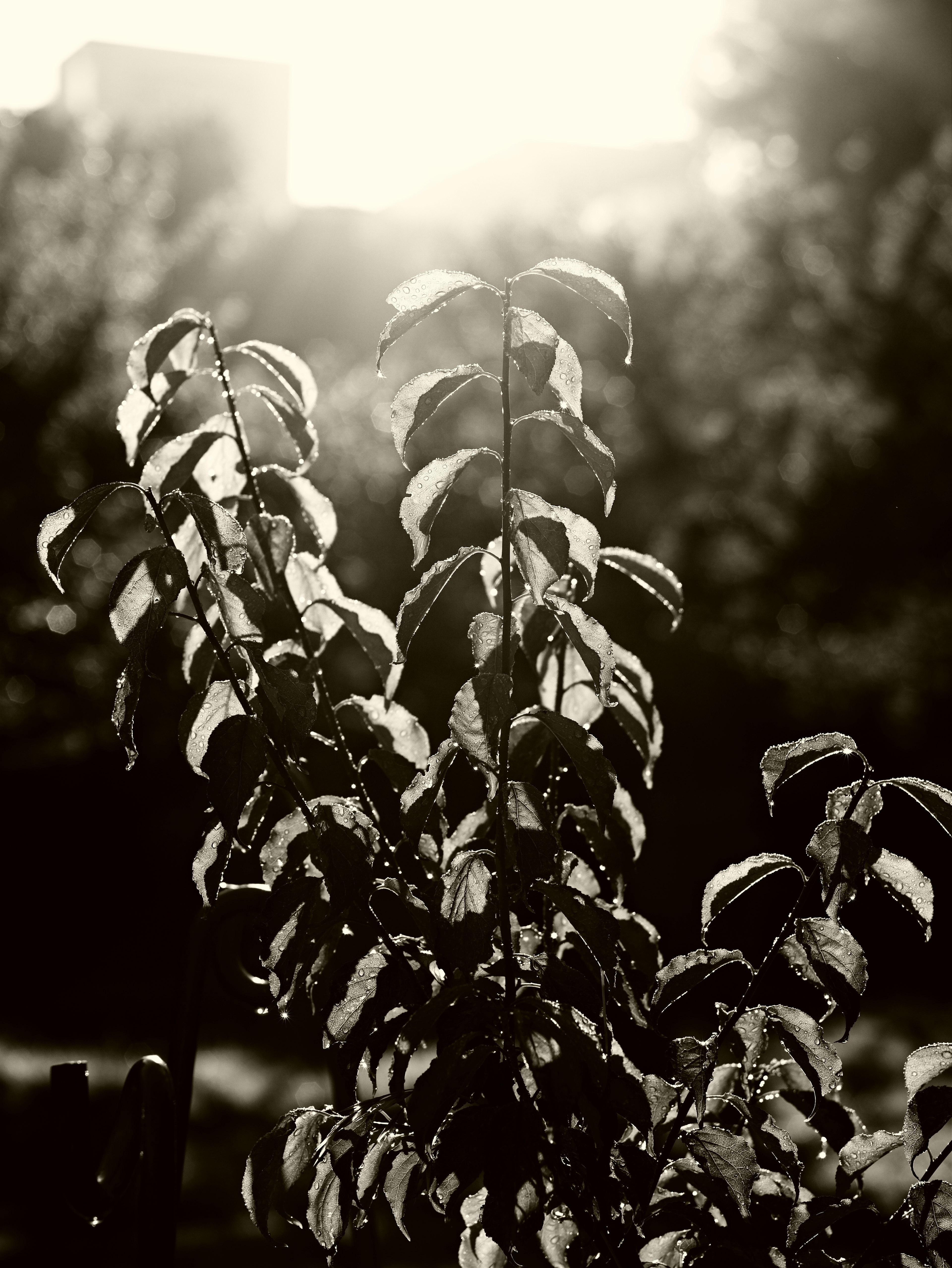 Photo en noir et blanc mettant en avant un groupe de feuilles baignées de lumière