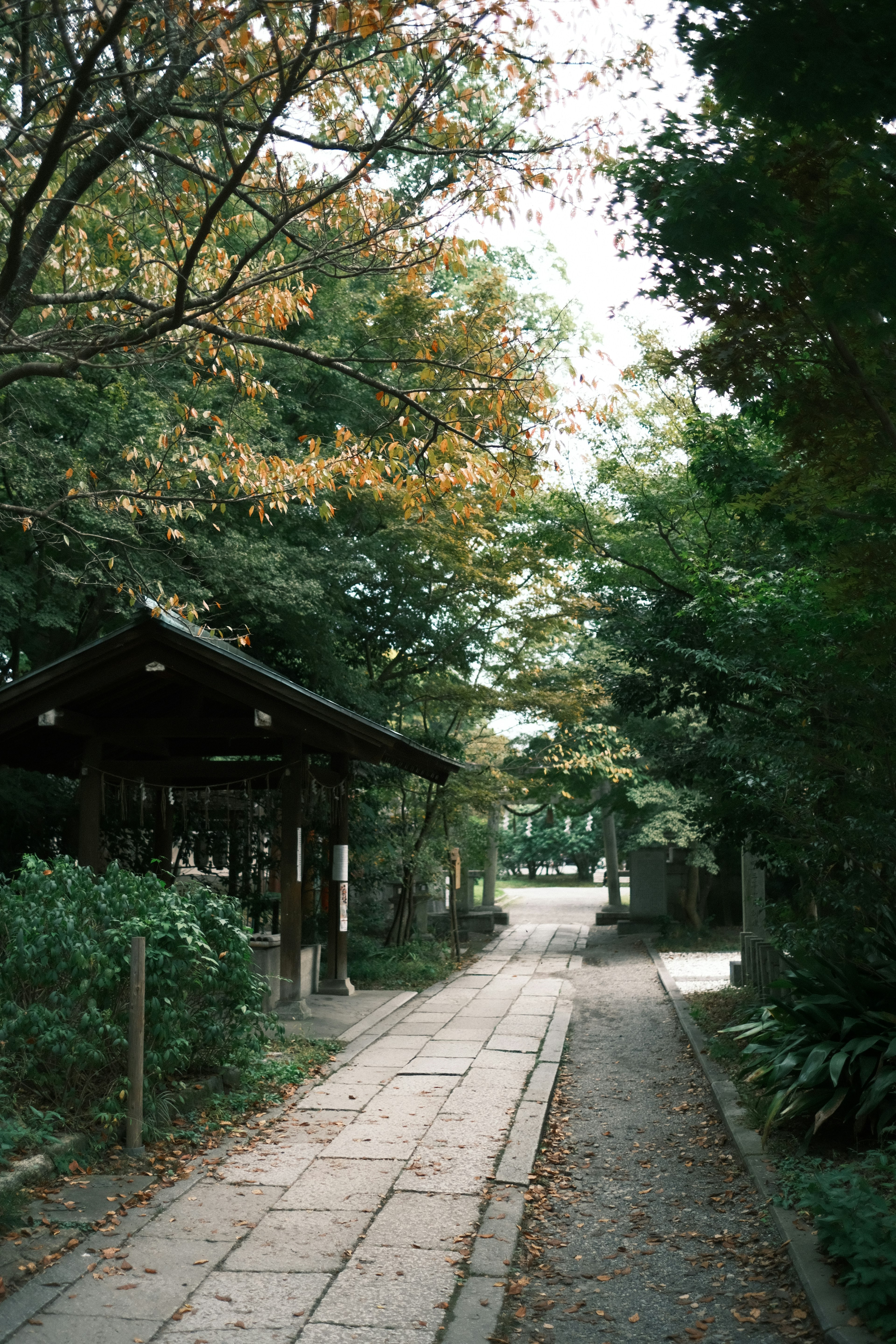 녹지로 둘러싸인 경치 좋은 길과 보이는 오래된 건물