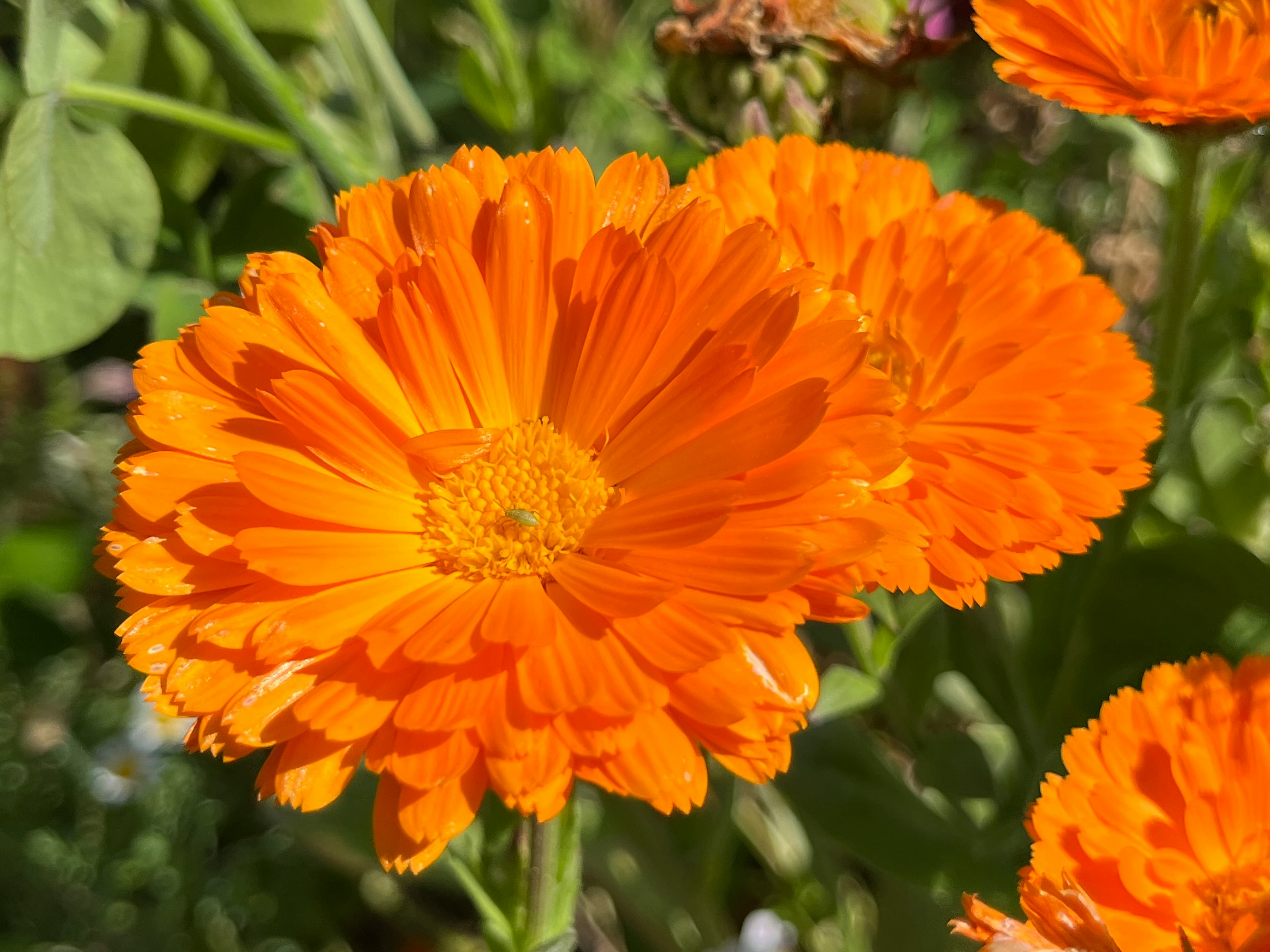 Flores de caléndula naranjas vibrantes en plena floración