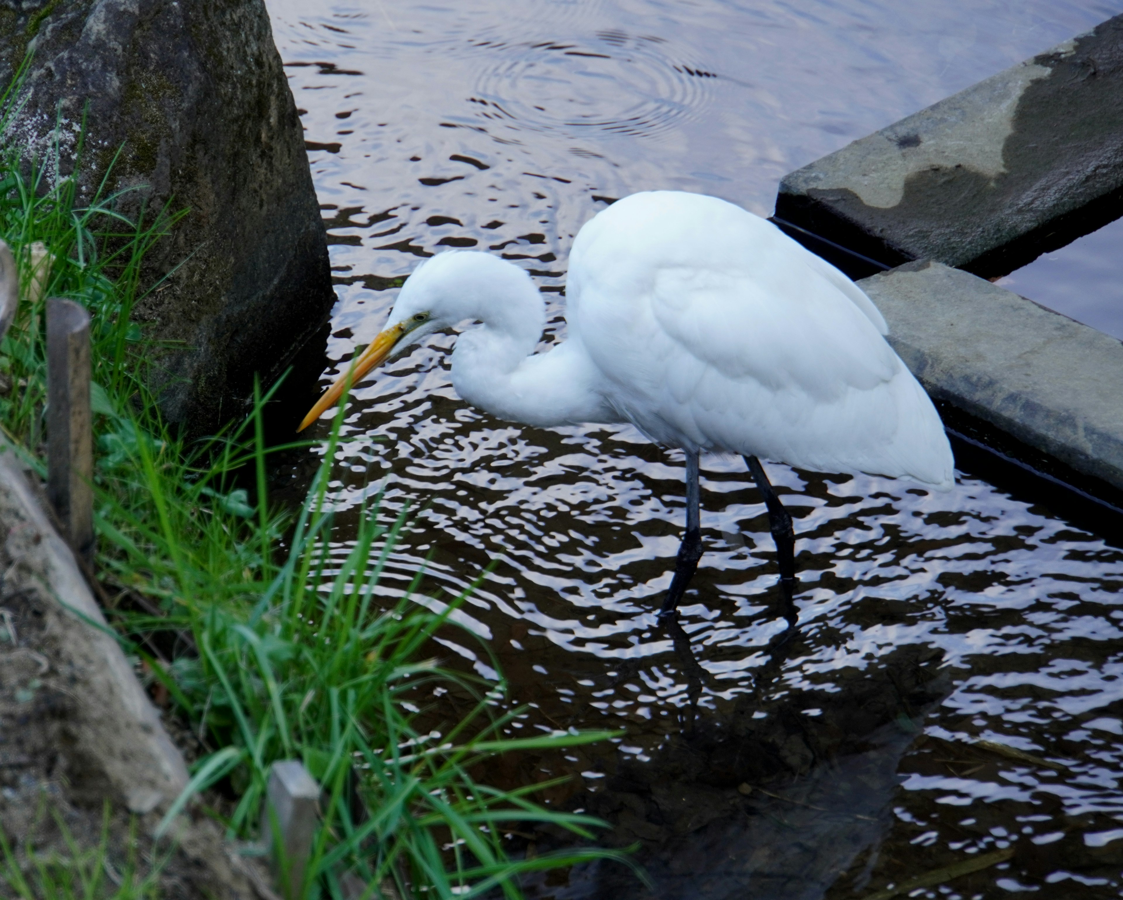 A white heron feeding on grass by the water