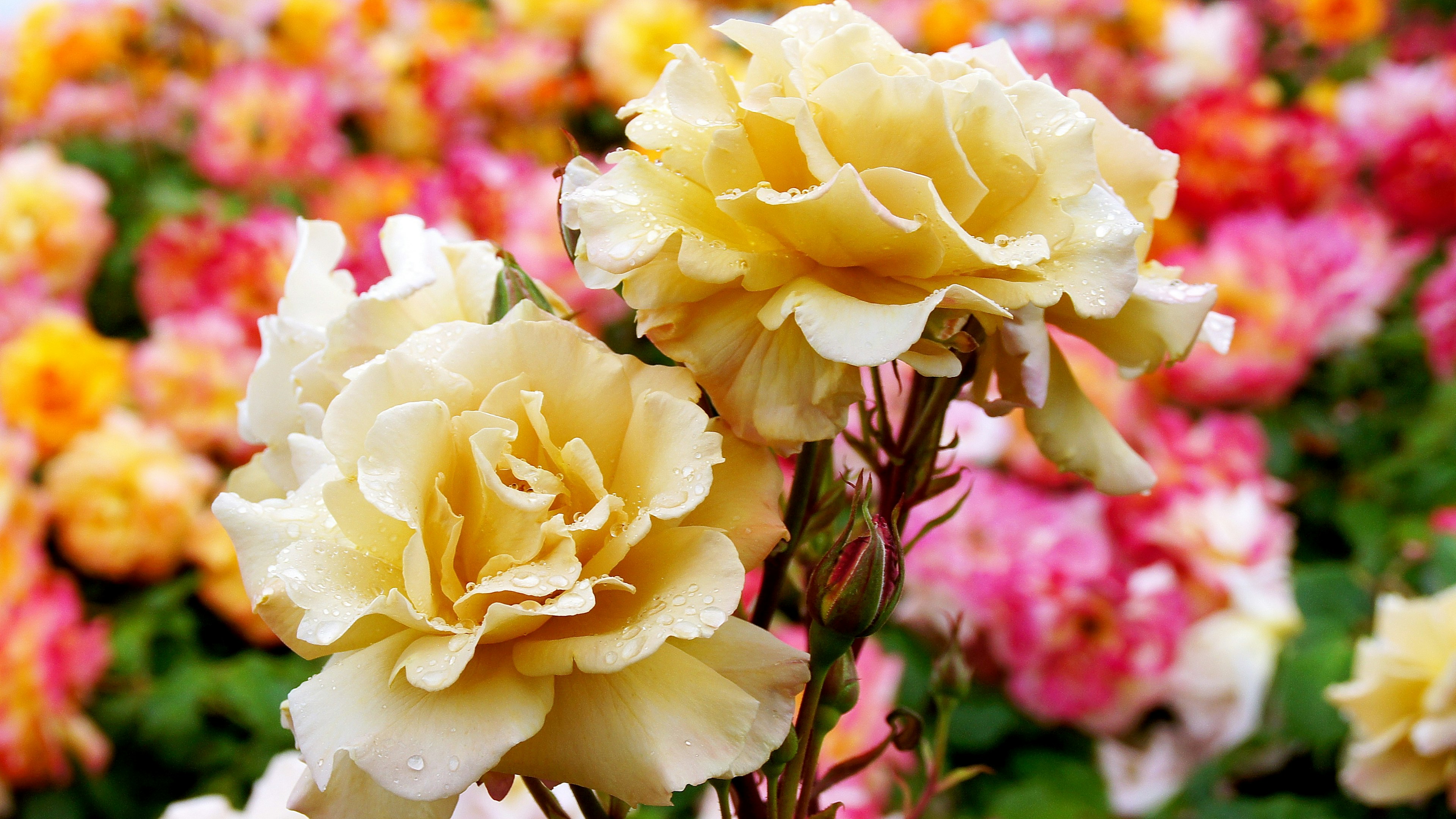 Yellow roses in focus with a colorful floral background