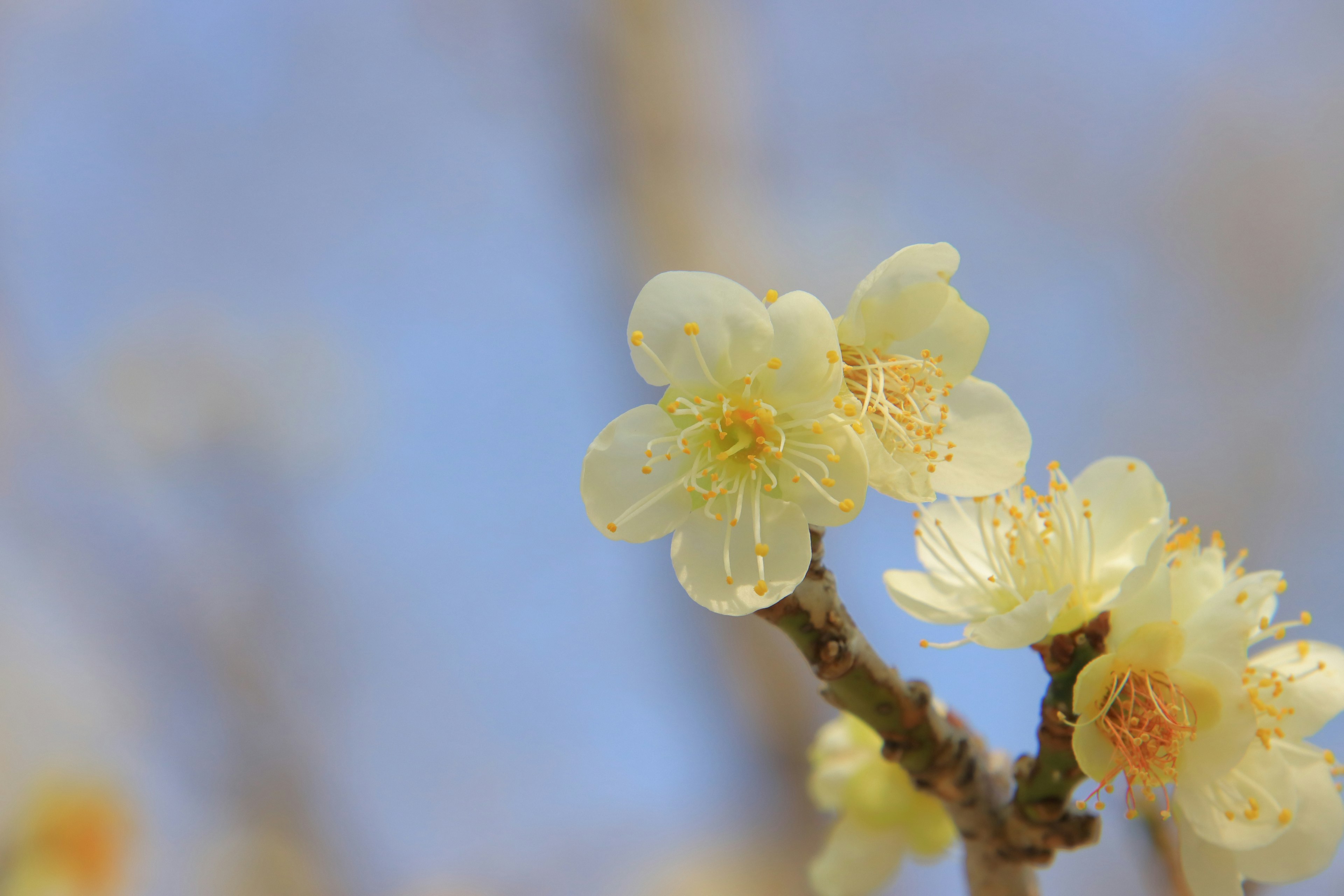 Close-up of white plum blossoms against a blue sky