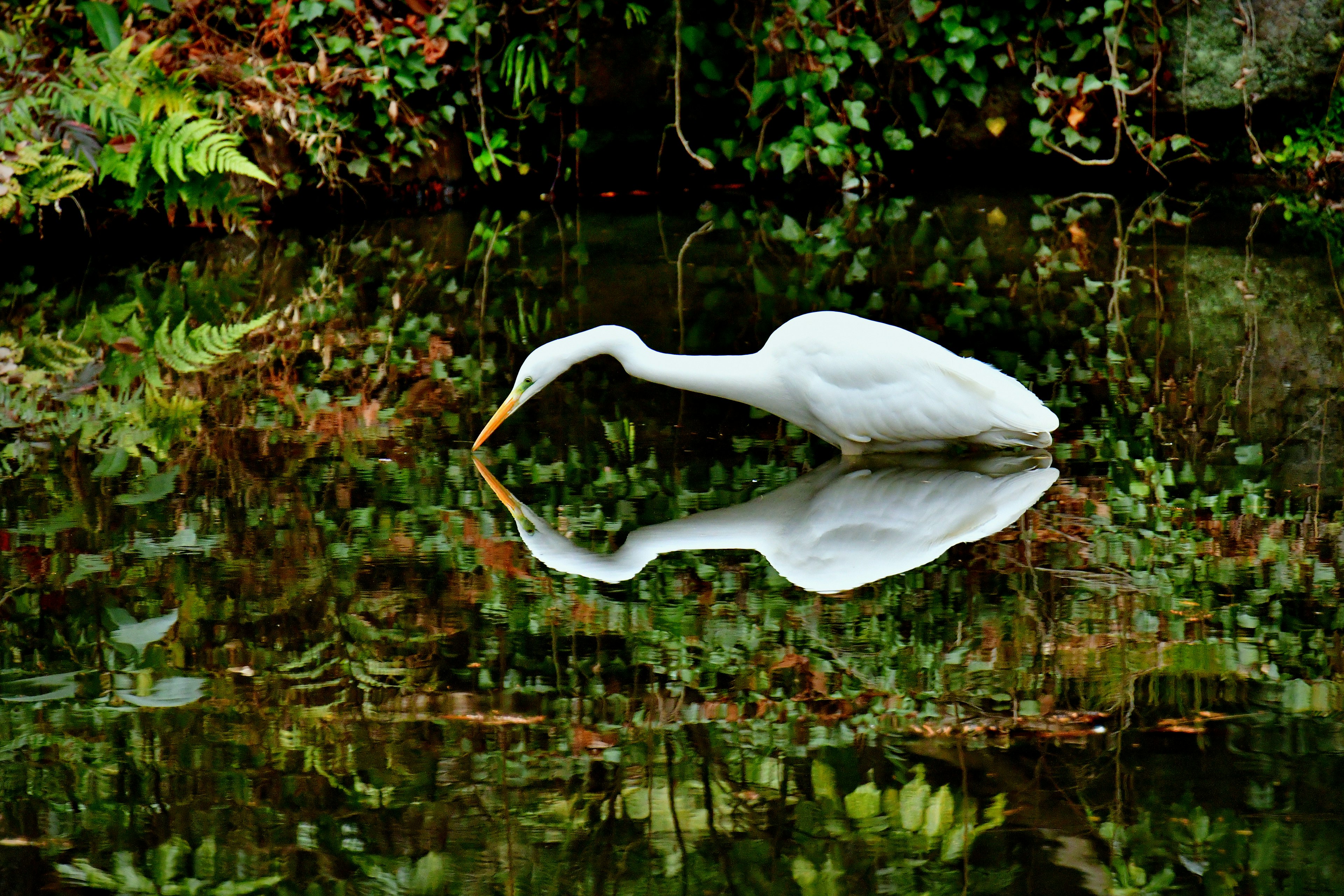 A white heron searching for food in a pond with reflections