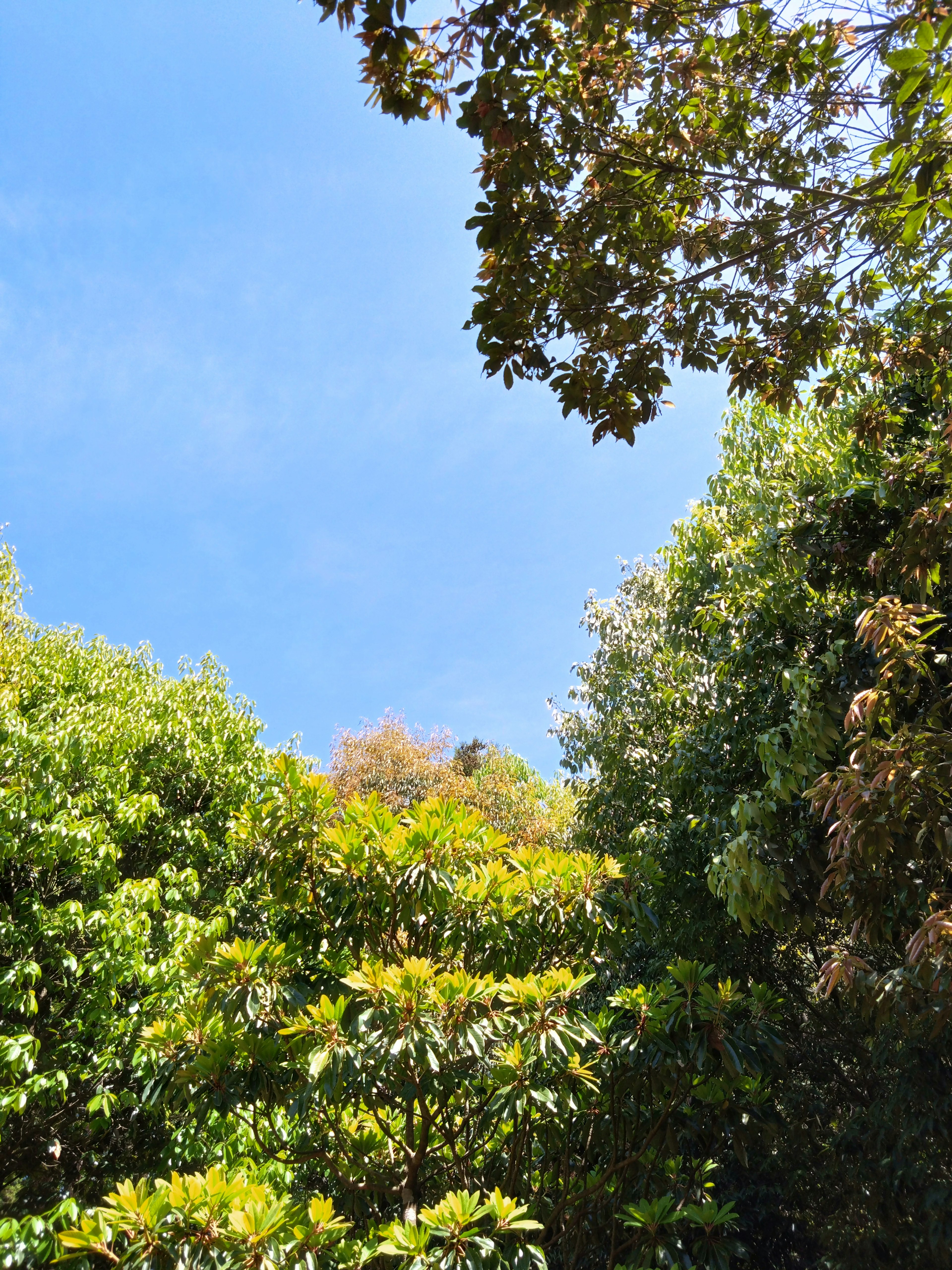 Obere Ansicht von üppigen grünen Bäumen unter einem hellblauen Himmel